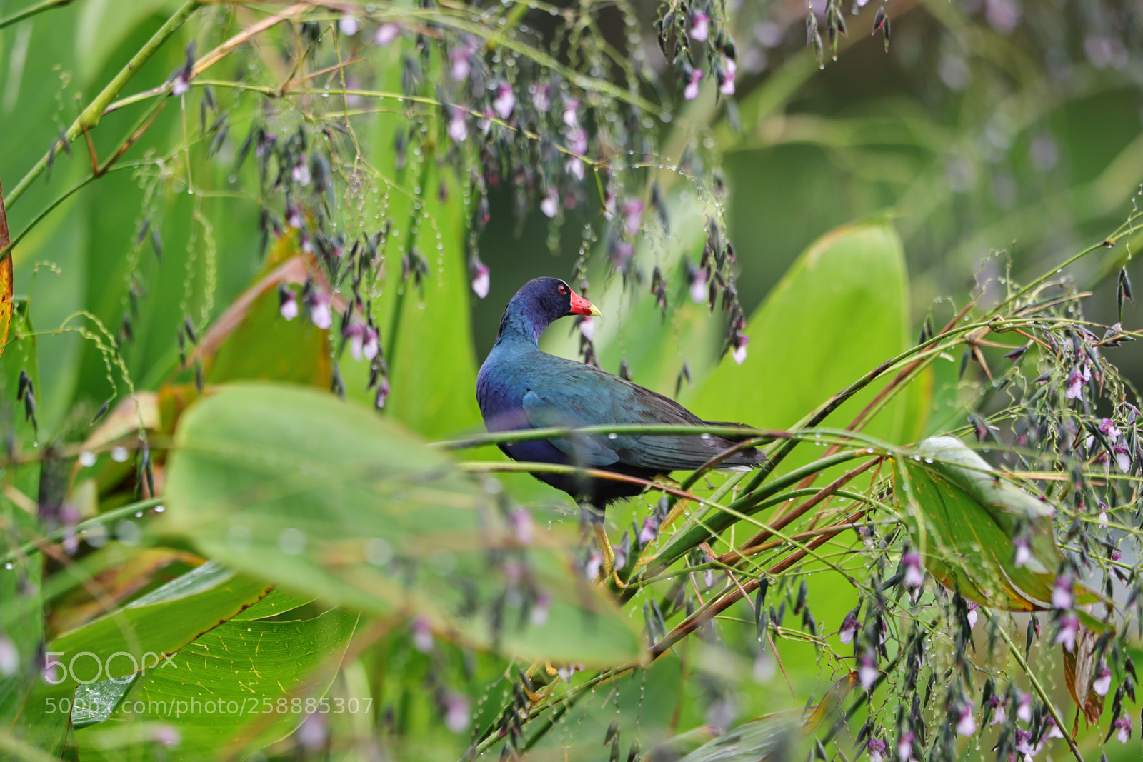 Canon EOS-1D X Mark II sample photo. 05-21-18-0019145.jpg photography