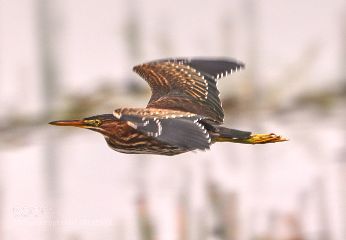 Canon EOS-1D X Mark II sample photo. 05-21-18-0019142.jpg photography