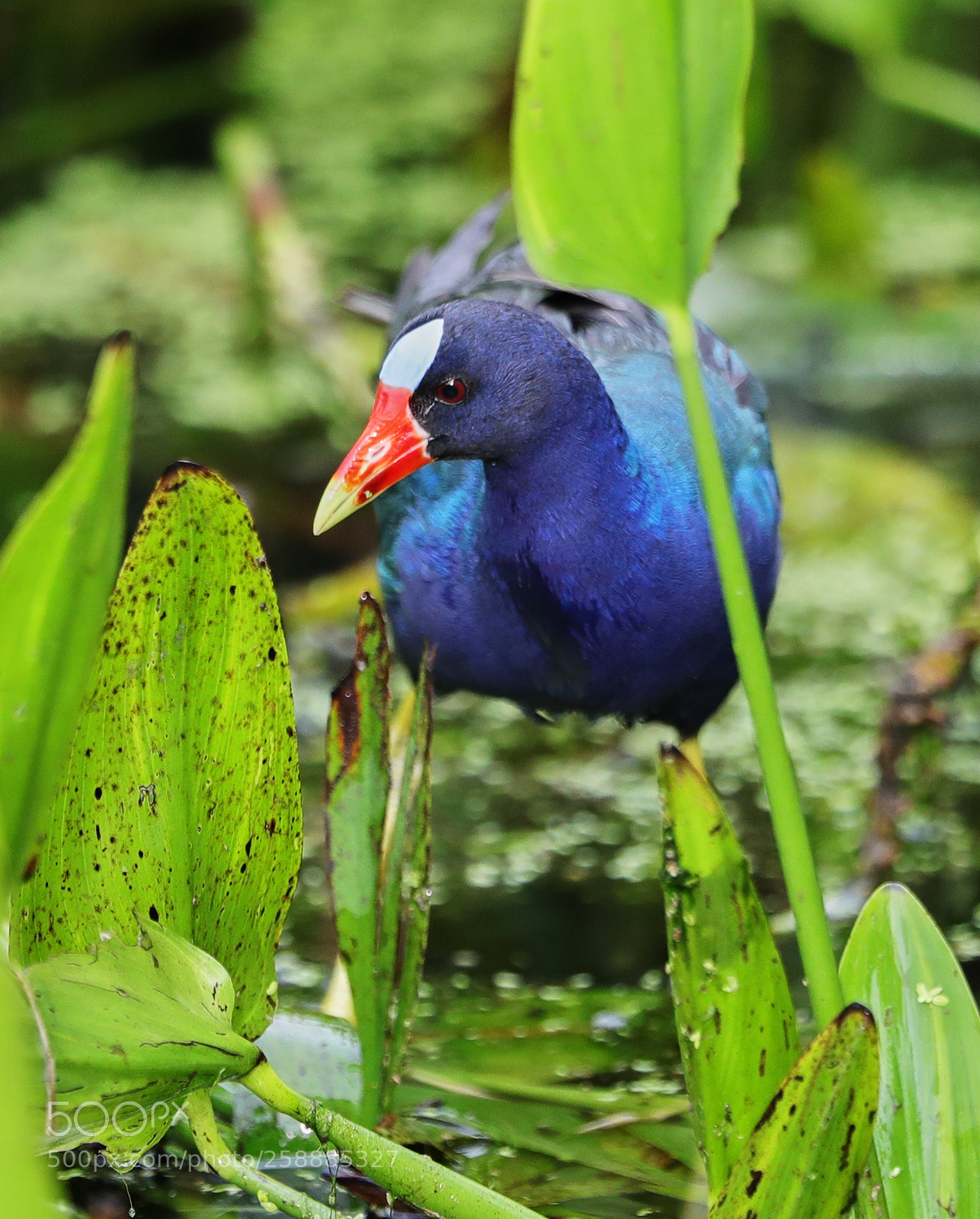 Canon EOS-1D X Mark II sample photo. 05-21-18-0019130.jpg photography