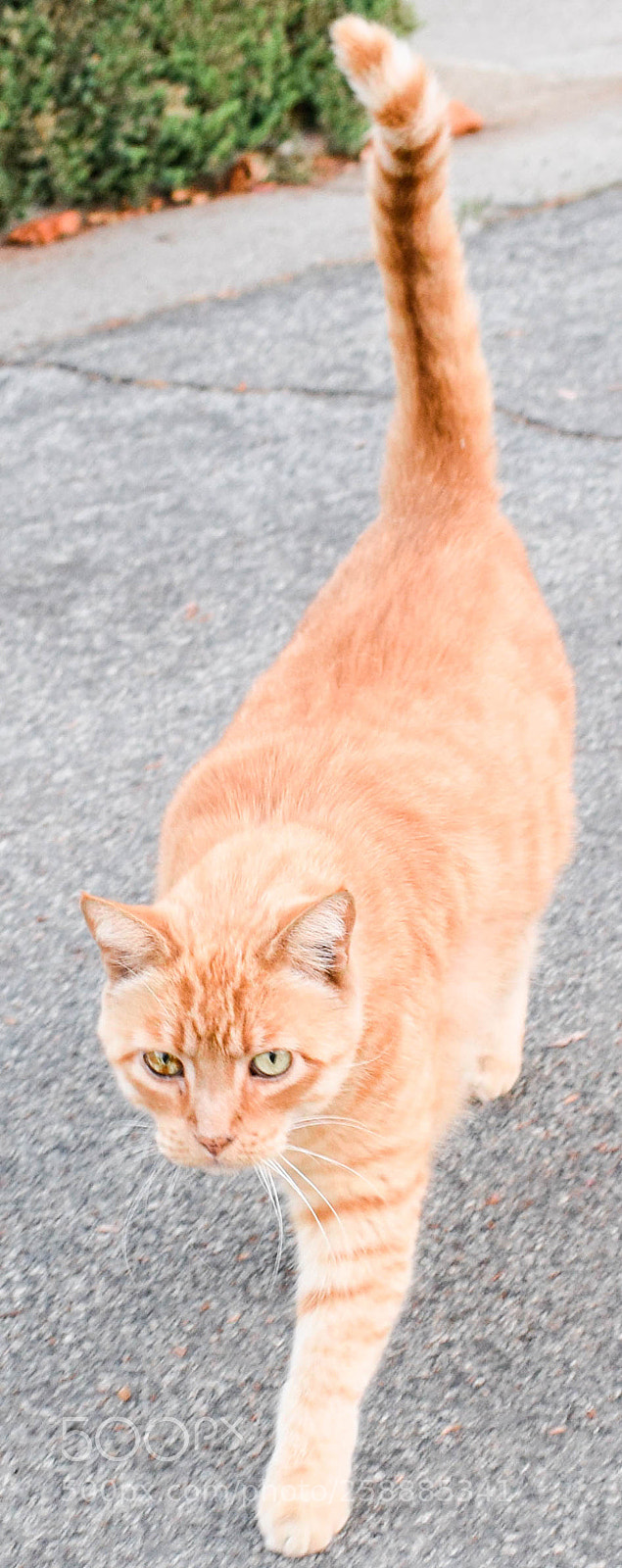 Nikon D5300 sample photo. Cat photography