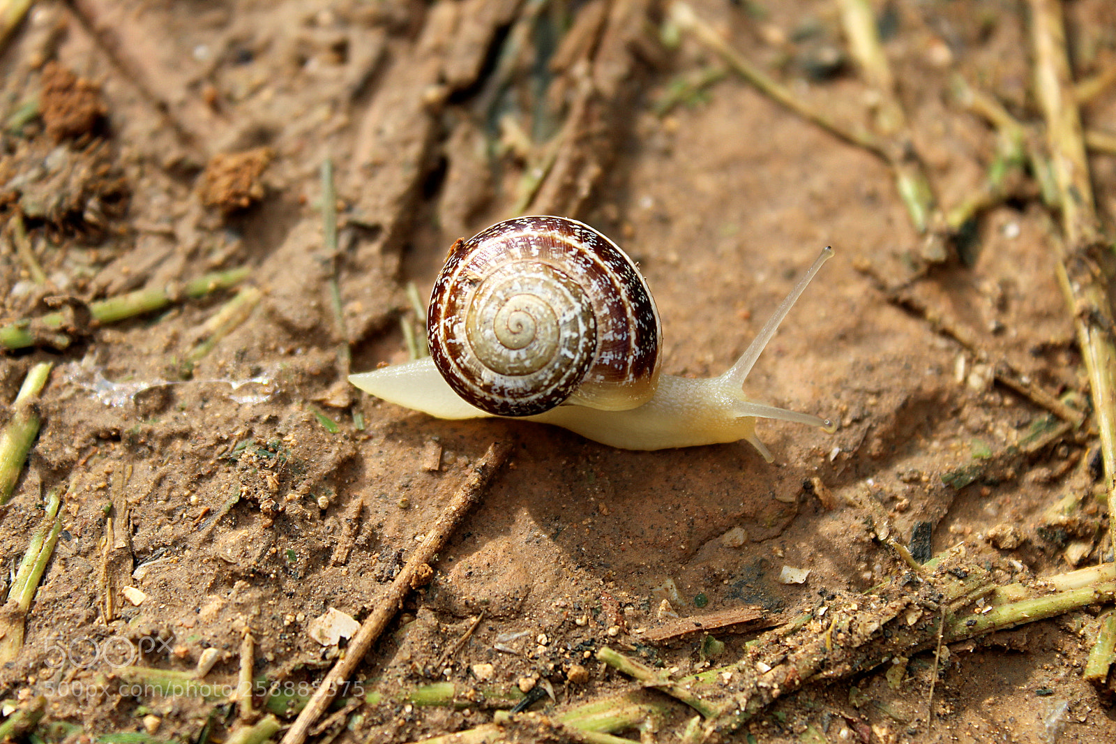 Canon EOS 1300D (EOS Rebel T6 / EOS Kiss X80) sample photo. Snail photography