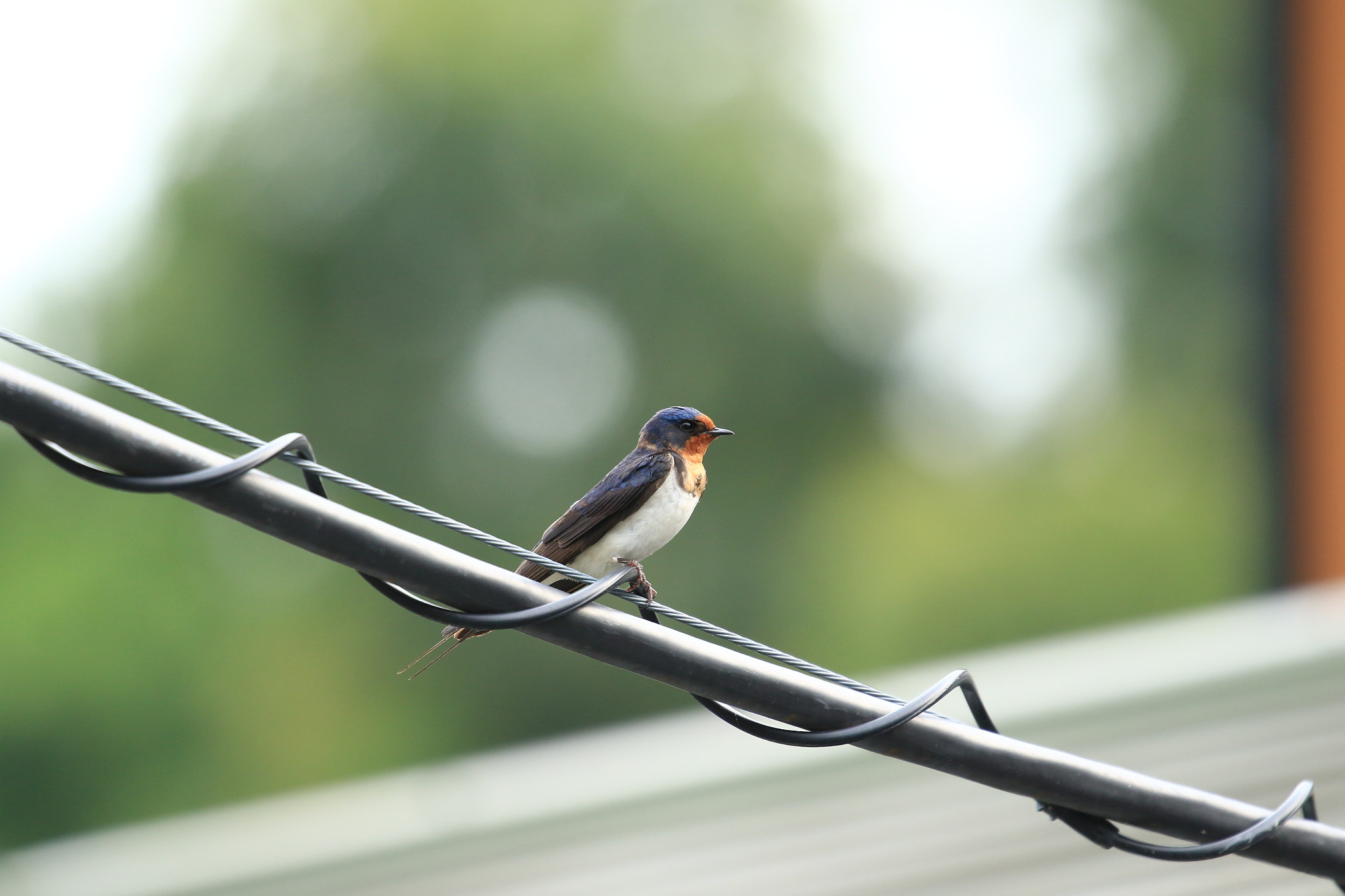 Canon EOS 7D Mark II sample photo. Swallow ツバメ photography