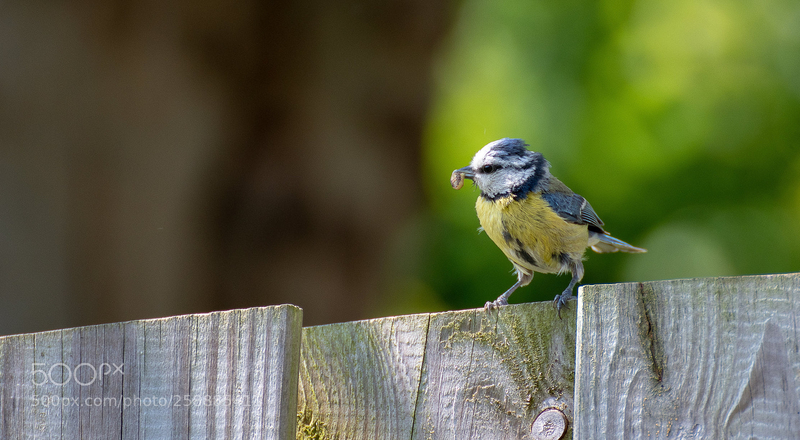 Nikon D500 sample photo. Tomtit photography