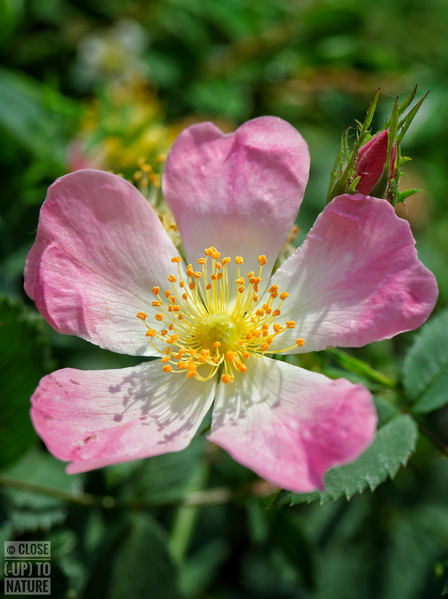 Samsung NX500 sample photo. Rosa canina photography