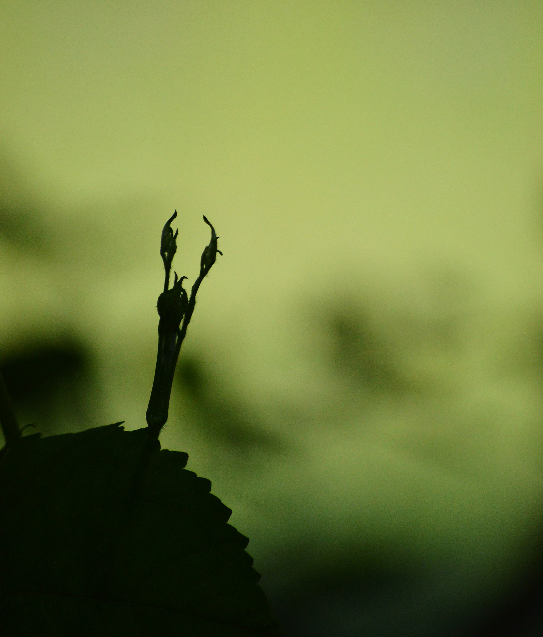 Nikon D3200 sample photo