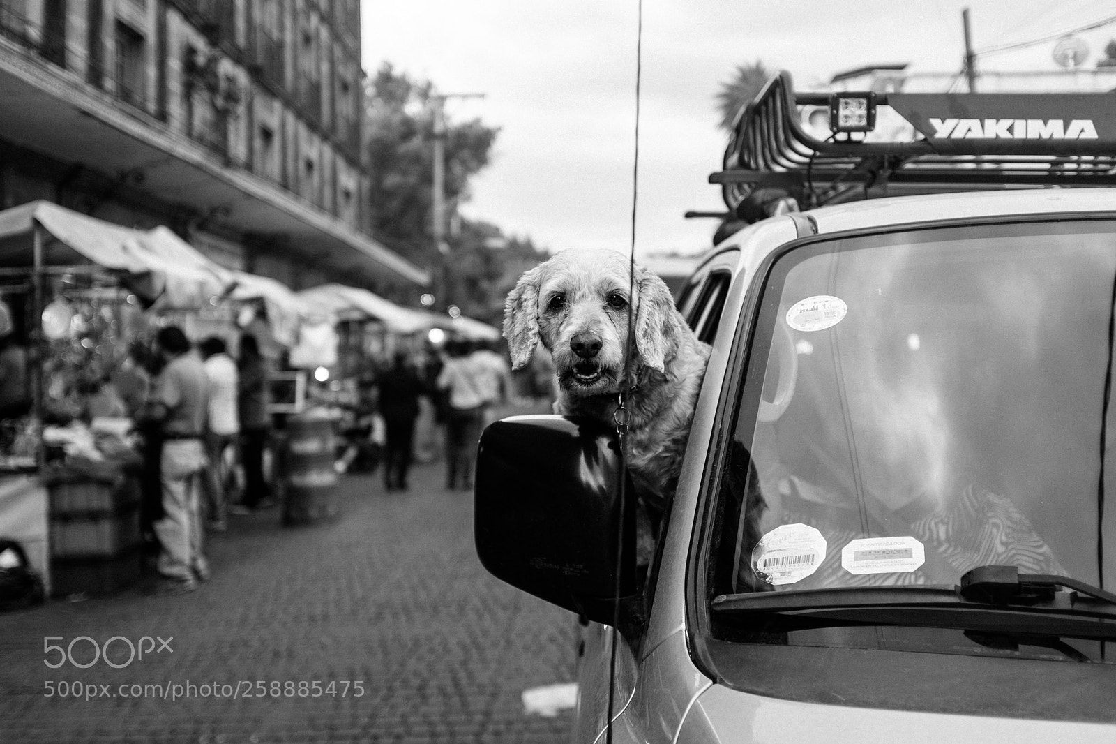 Fujifilm X100F sample photo. Hey dog photography