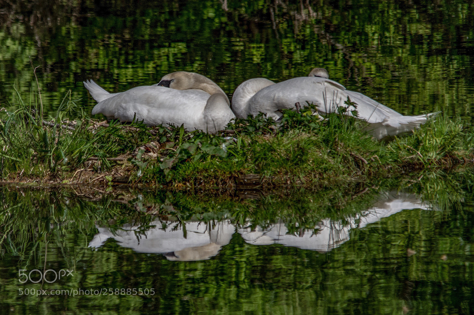 Nikon D7200 sample photo. Mute swans takes a photography