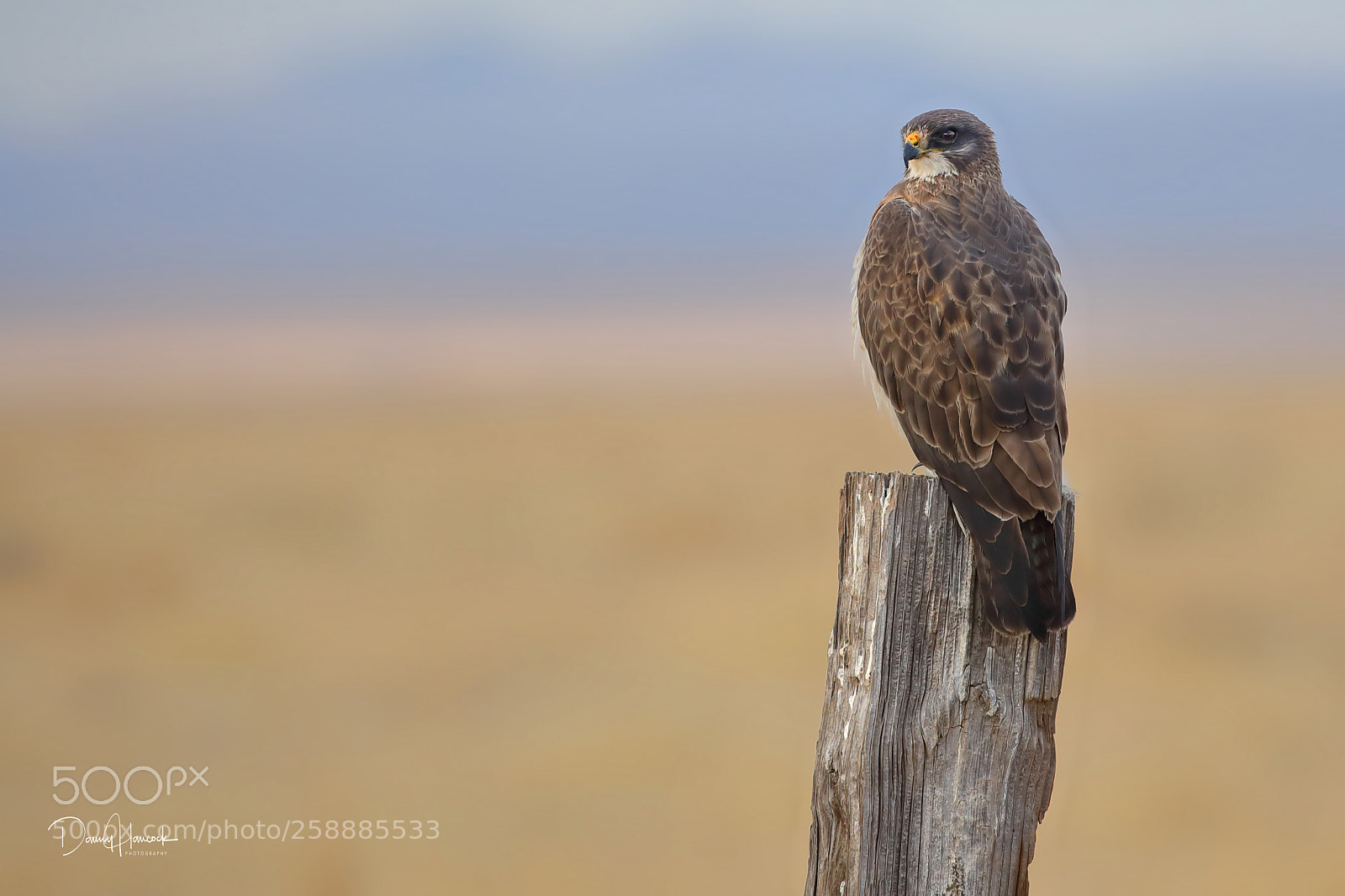 Canon EOS 5D Mark IV sample photo. Swainson's hawk photography