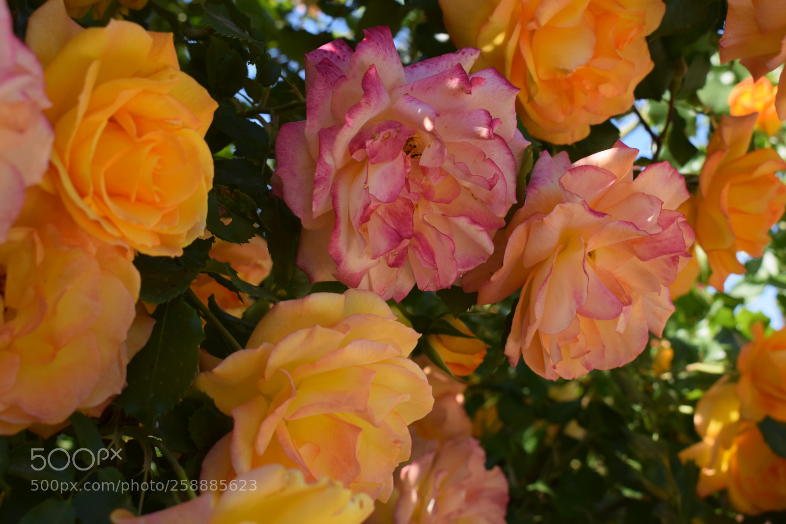 Nikon D5300 sample photo. Dsc photography