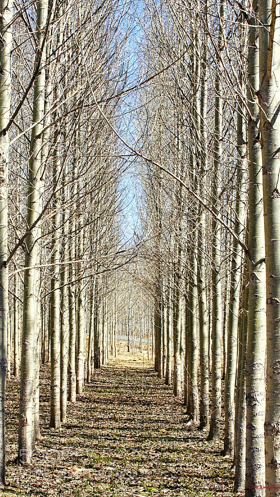 Nikon D7200 sample photo. Bosque photography