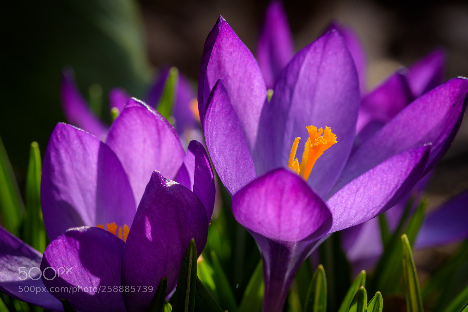 Nikon D750 sample photo. Crocus photography