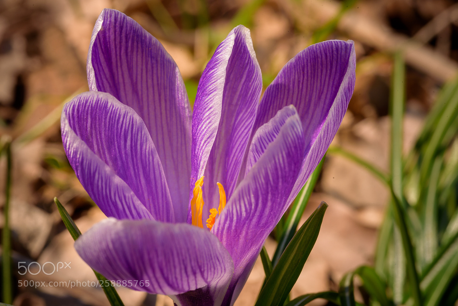 Nikon D750 sample photo. Crocus photography