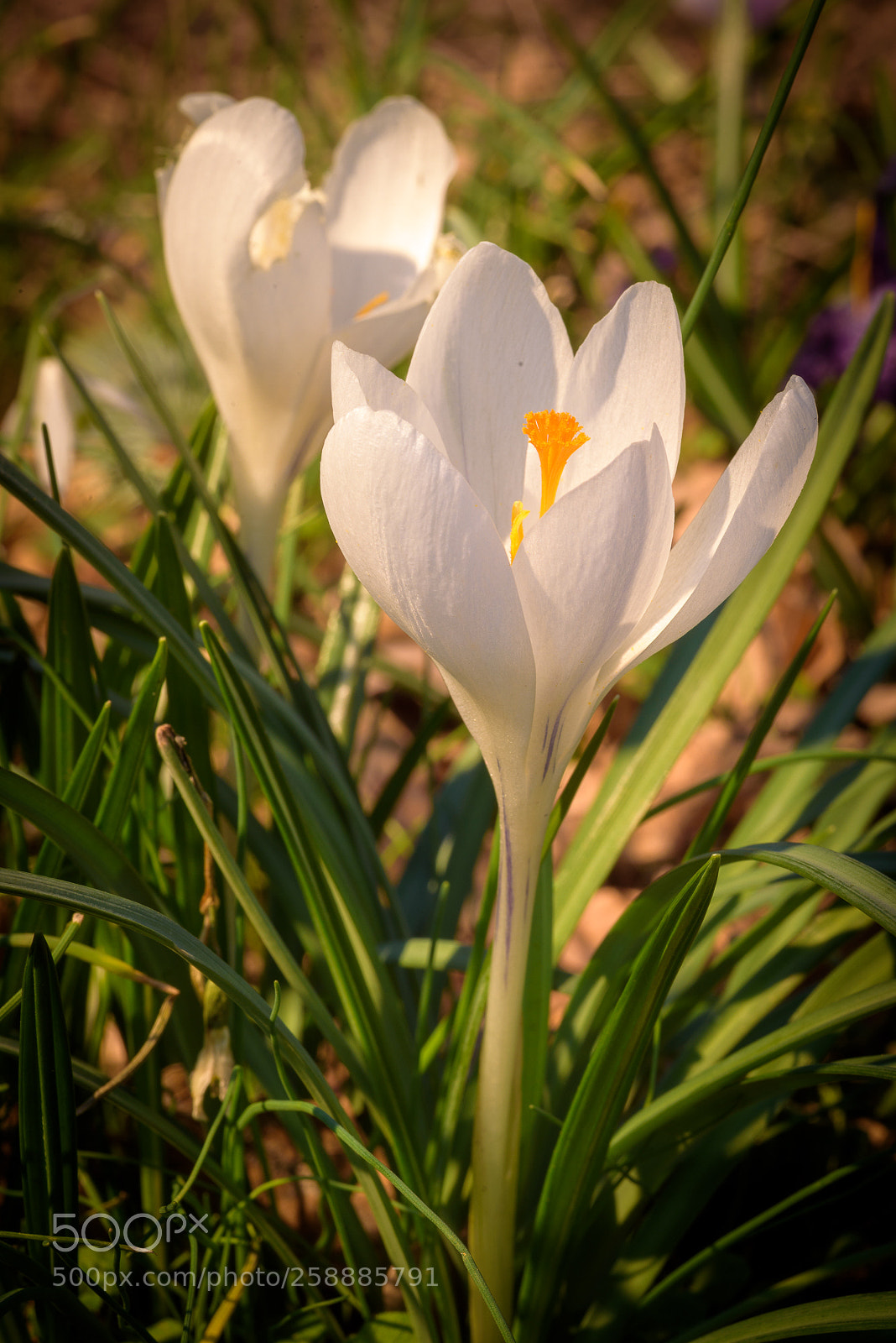 Nikon D750 sample photo. Crocus photography