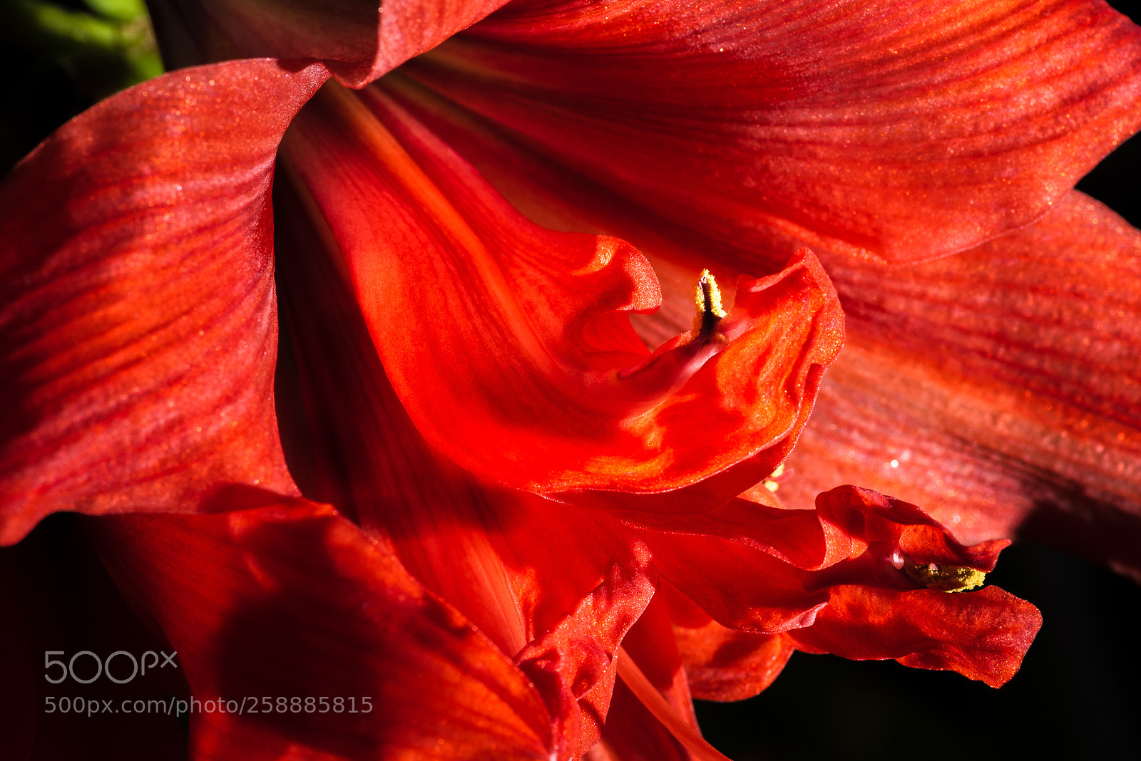 Nikon D750 sample photo. Amaryllis photography