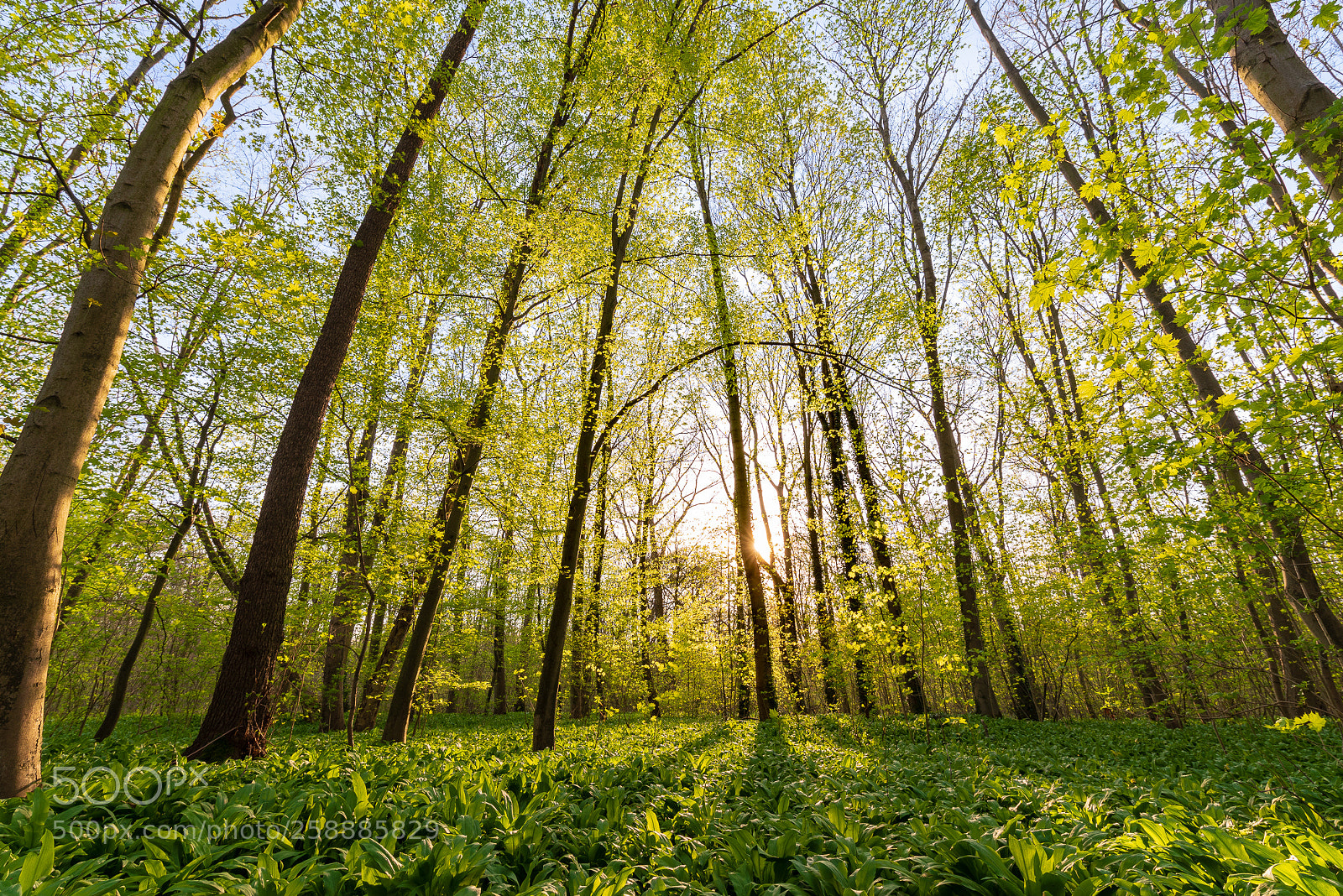 Nikon D750 sample photo. Spring in the alluvial photography