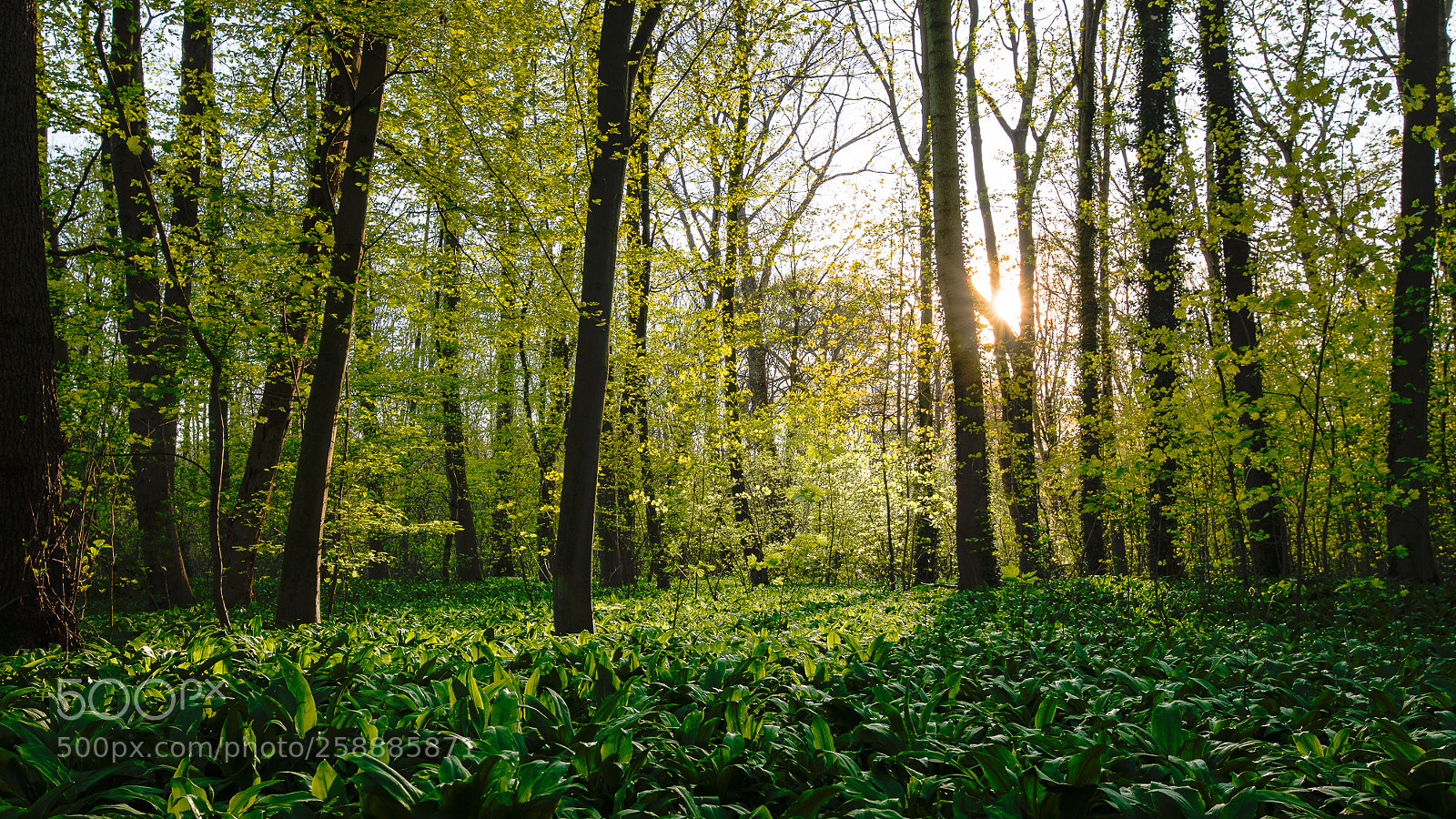 Nikon D750 sample photo. Spring in the alluvial photography