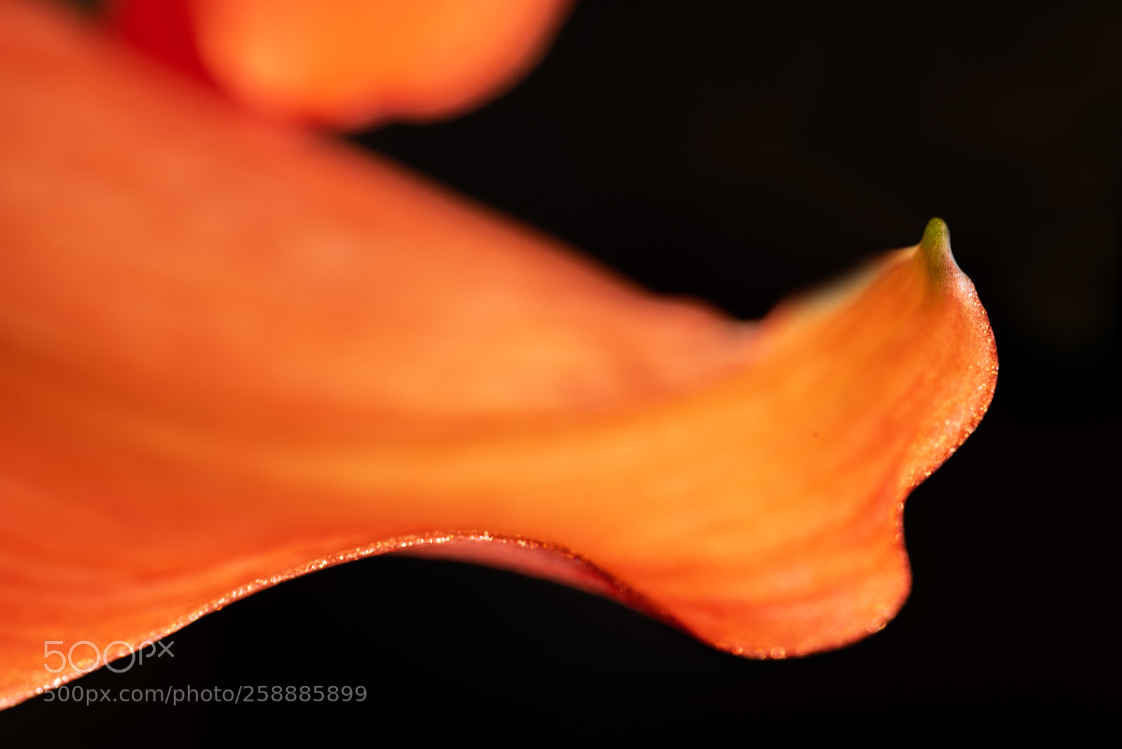 Nikon D750 sample photo. Amaryllis photography