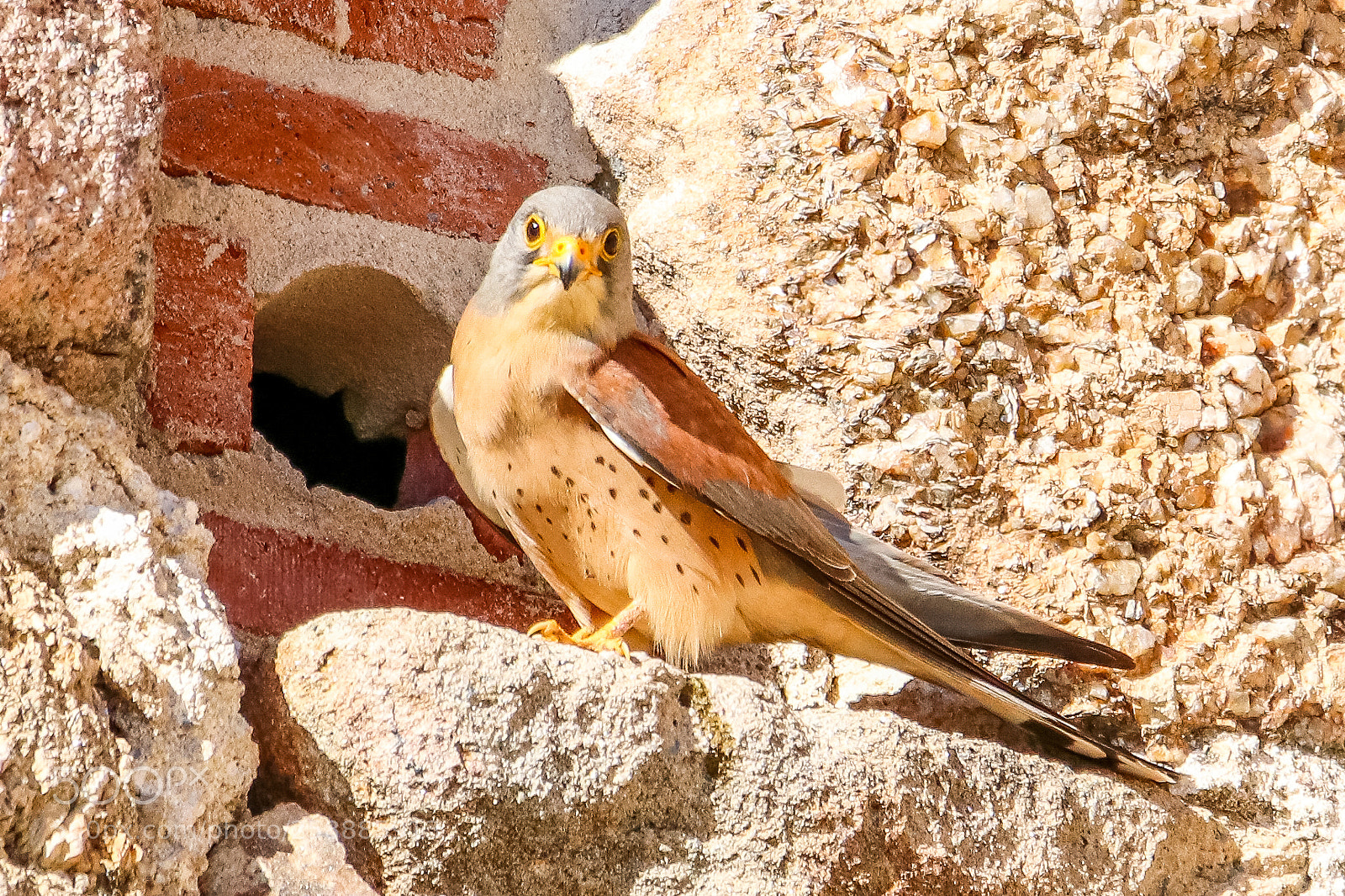 Canon EOS 80D sample photo. Lesser kestrels photography