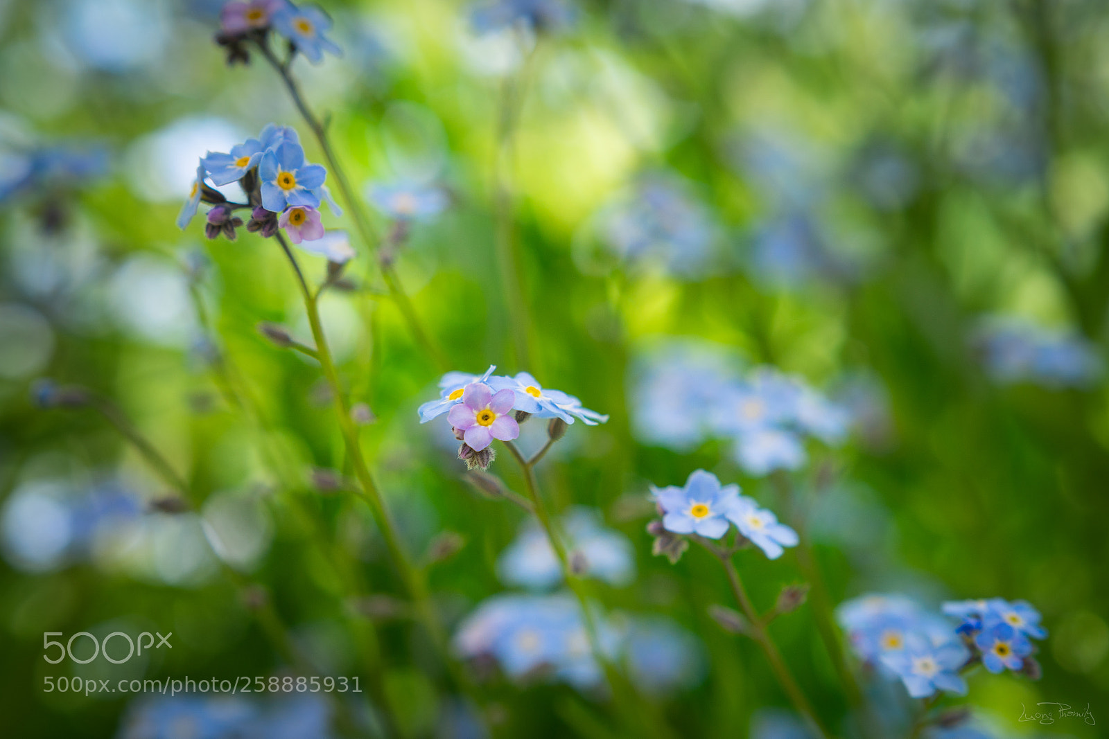 Sony a7 sample photo. Forget me not photography