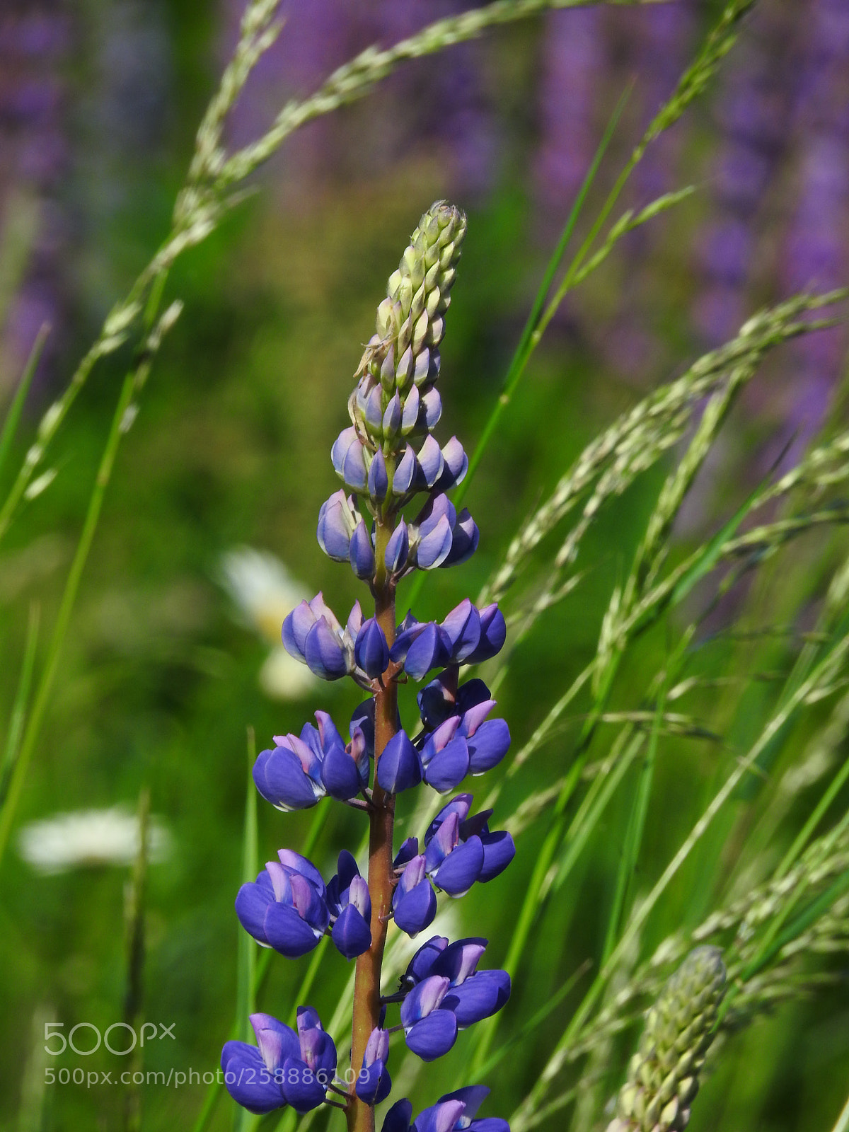 Nikon Coolpix P610 sample photo. Lupin photography