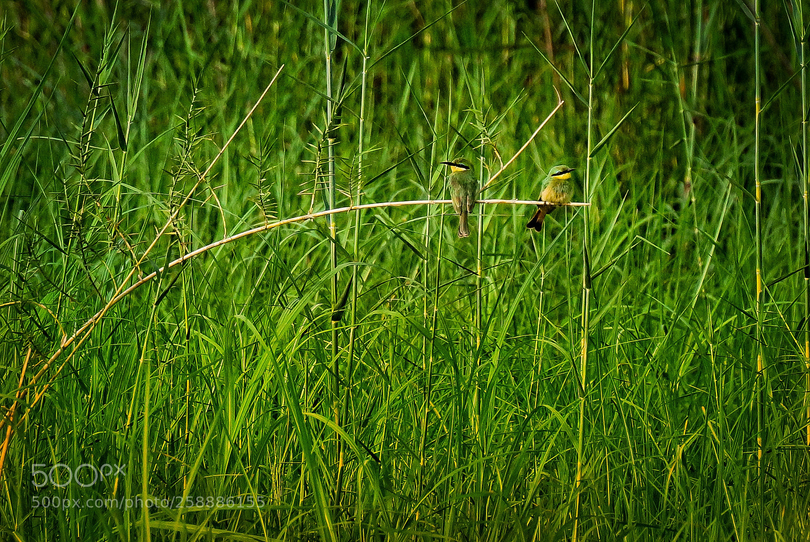 Sony SLT-A77 sample photo. Camouflage photography