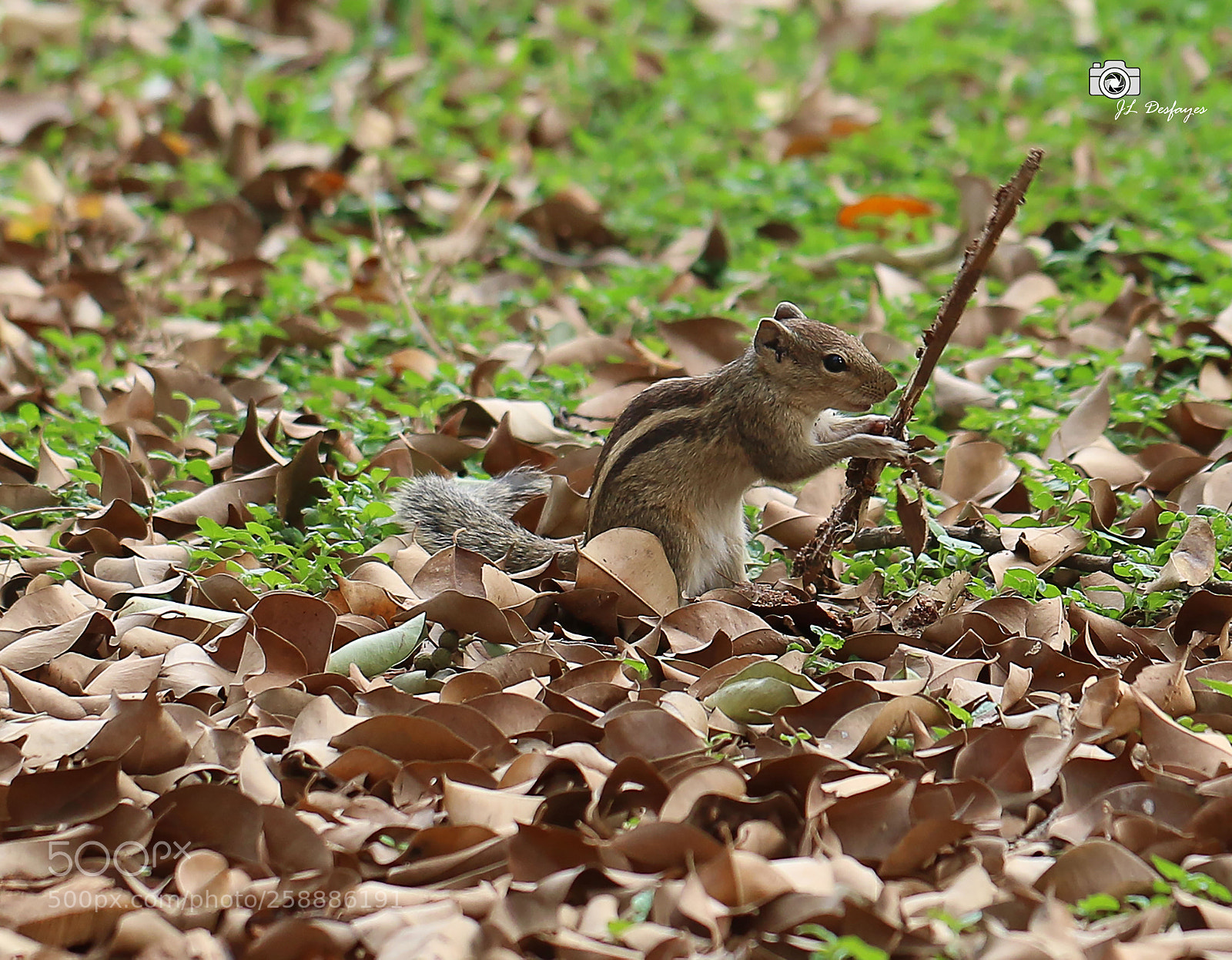 Canon EOS 7D Mark II sample photo. Za photography