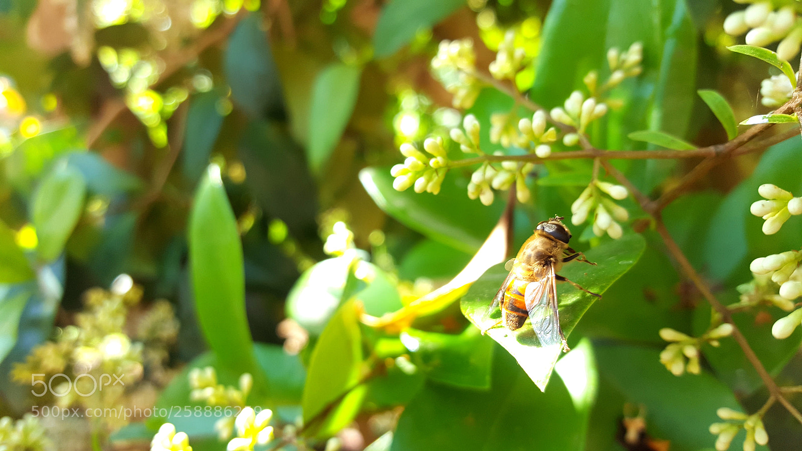 Samsung Galaxy S6 sample photo. Honey bee photography