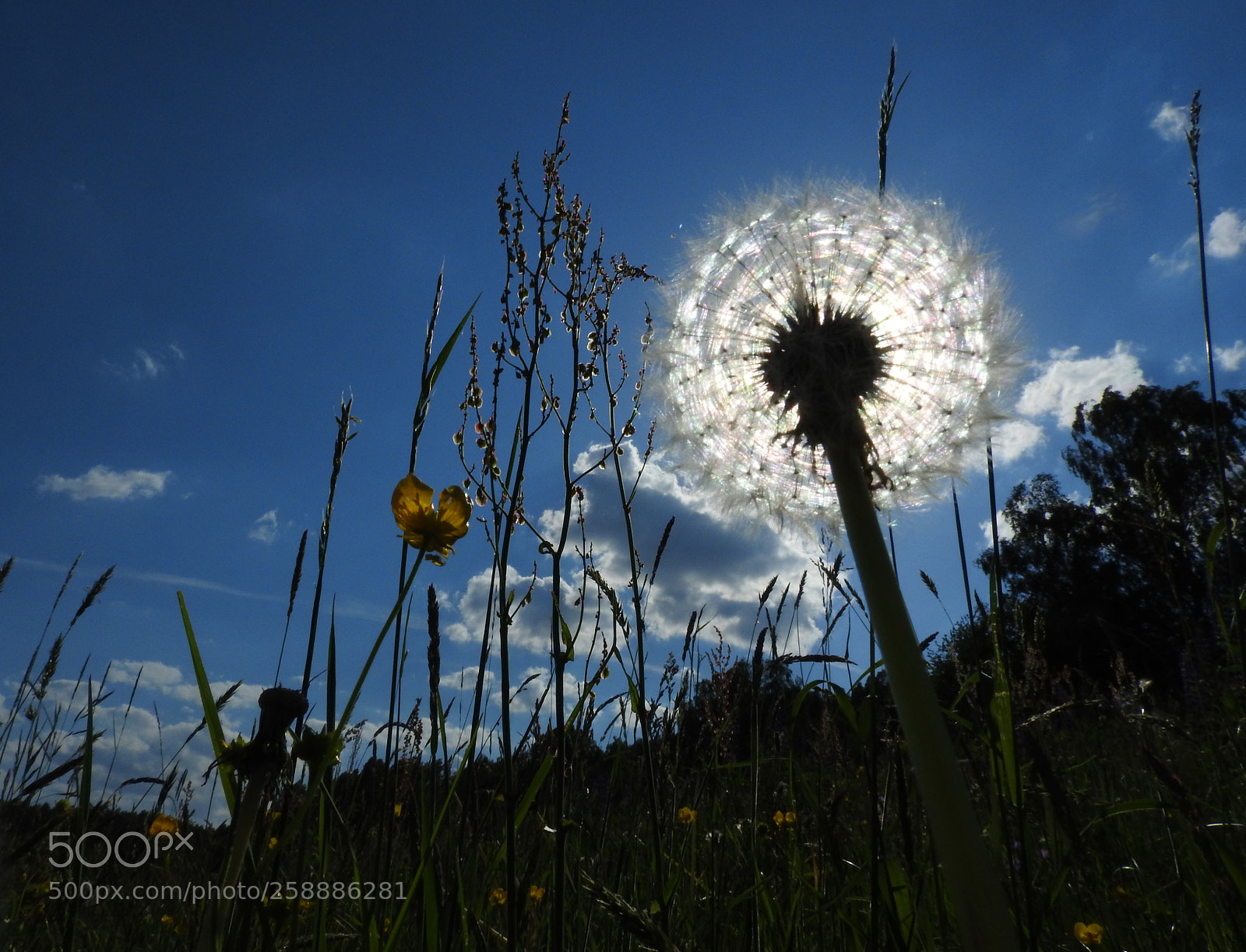 Nikon Coolpix P610 sample photo. Dandelion in front of photography