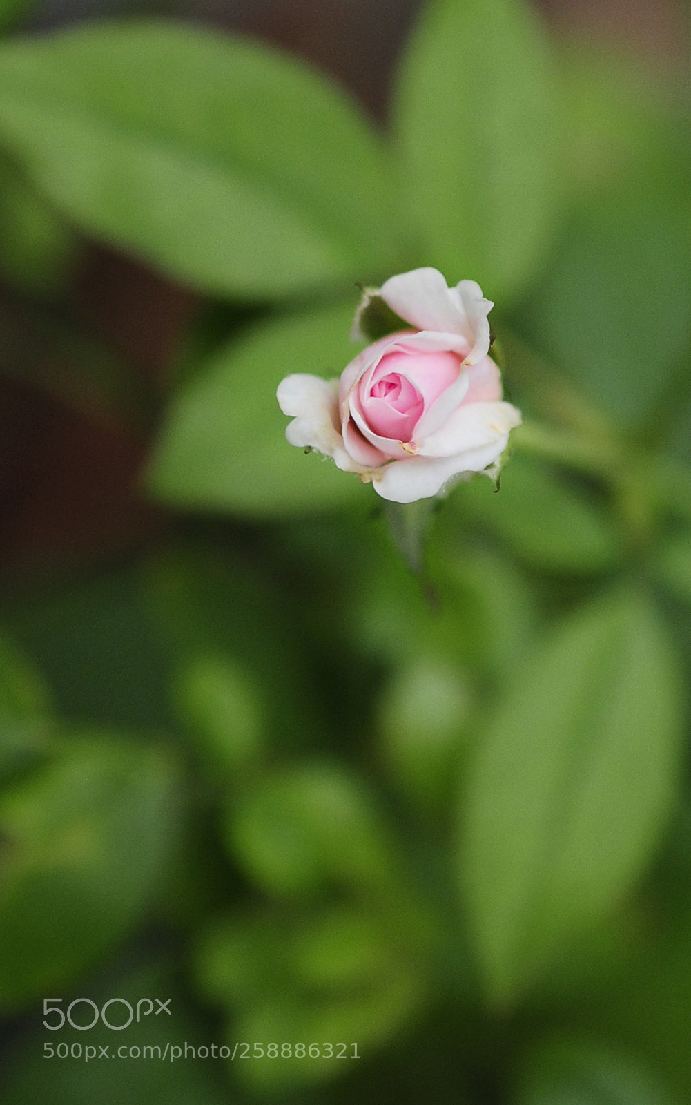 Nikon D300 sample photo. Pink! photography