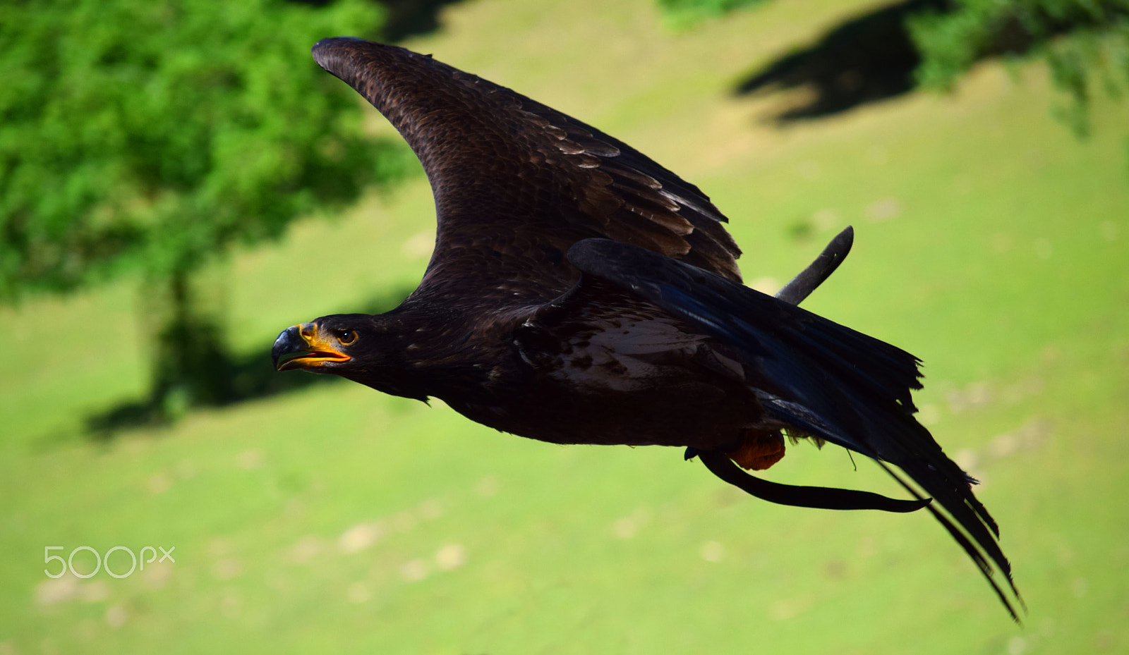 Nikon D5300 sample photo. Young bald eagle photography