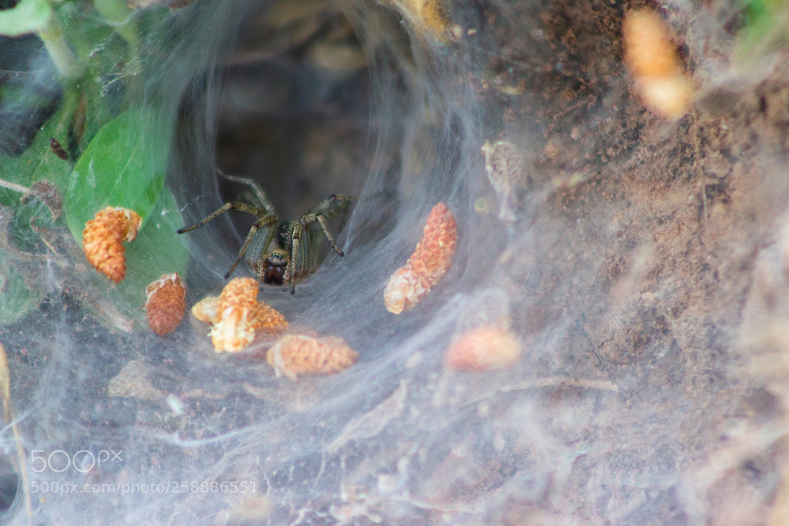 Canon EOS 600D (Rebel EOS T3i / EOS Kiss X5) sample photo. Spider photography