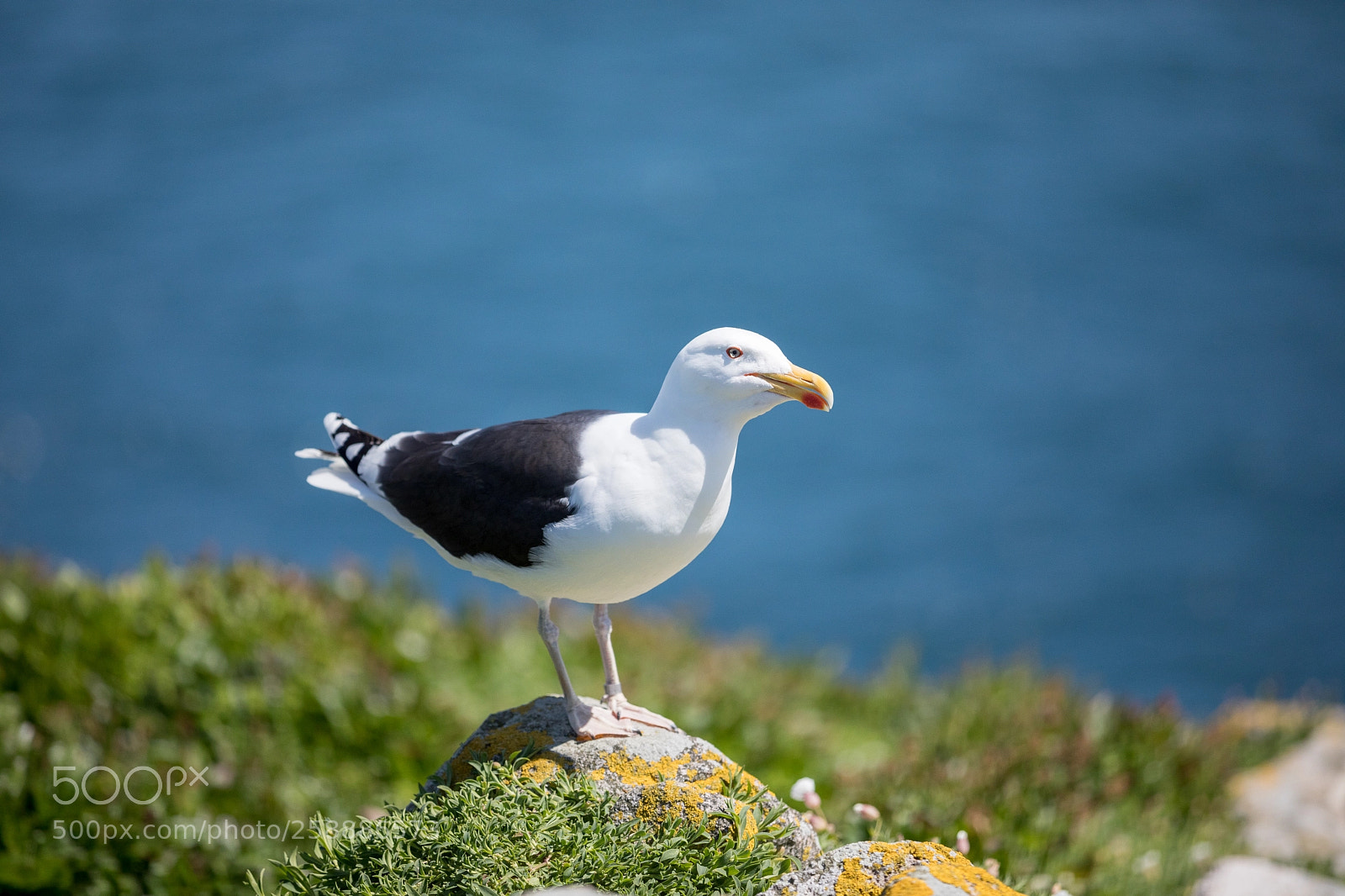 Canon EOS 5D Mark IV sample photo. Great black backed gull photography