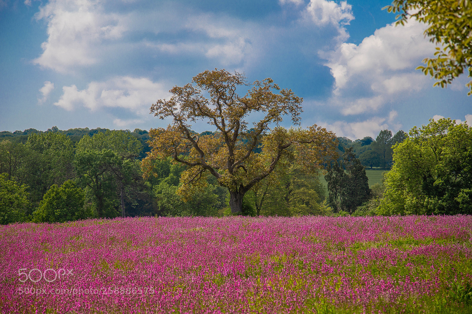Canon EOS 6D sample photo. Colourfield photography