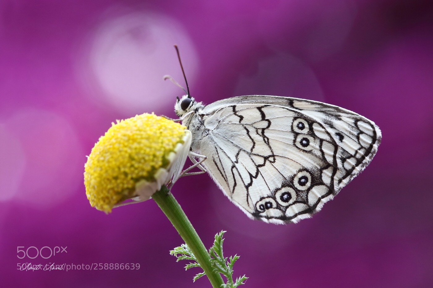 Canon EOS 7D Mark II sample photo. Levantine marbled white photography