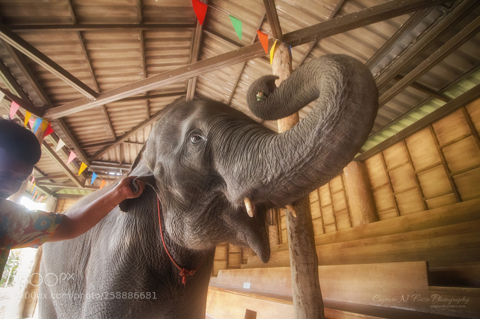 Canon EOS 70D sample photo. Elephant show photography
