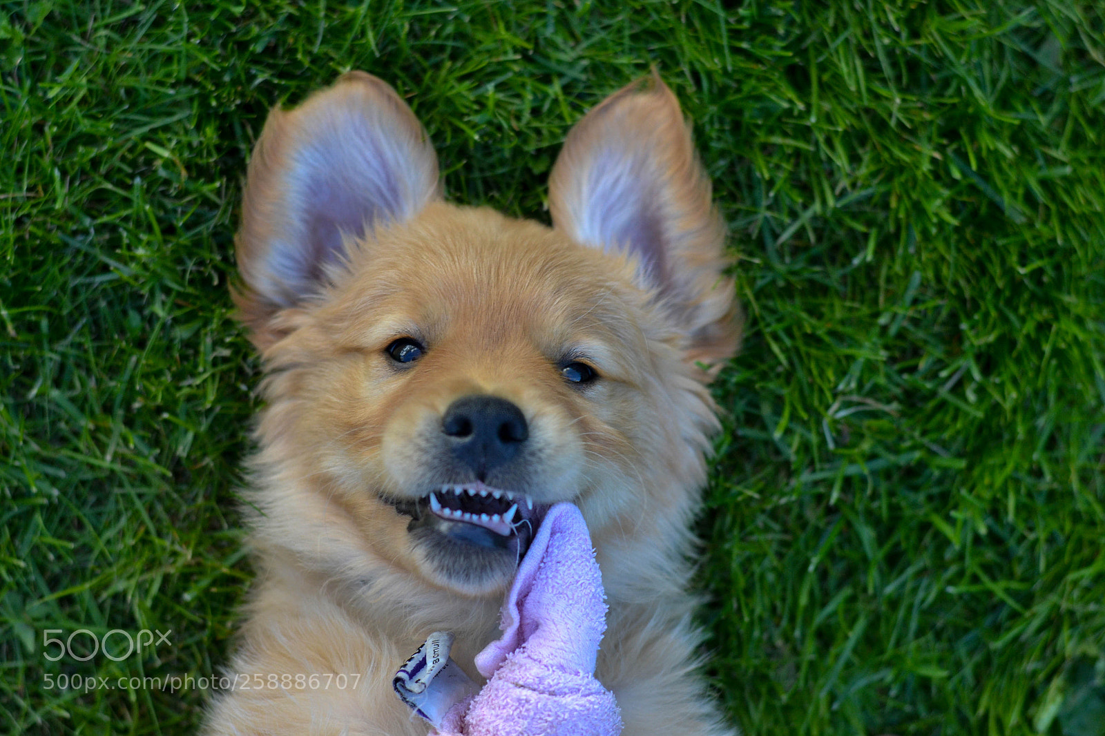 Nikon D3100 sample photo. Doggo photography