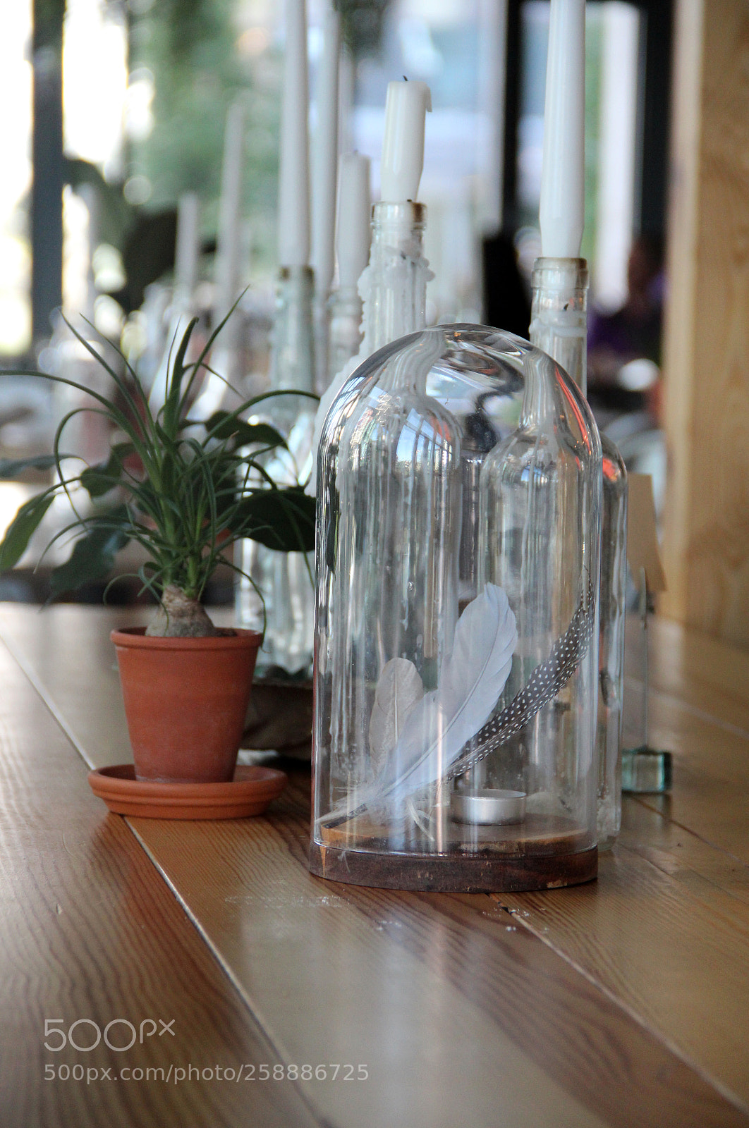 Canon EOS 600D (Rebel EOS T3i / EOS Kiss X5) sample photo. Phoenix down photography