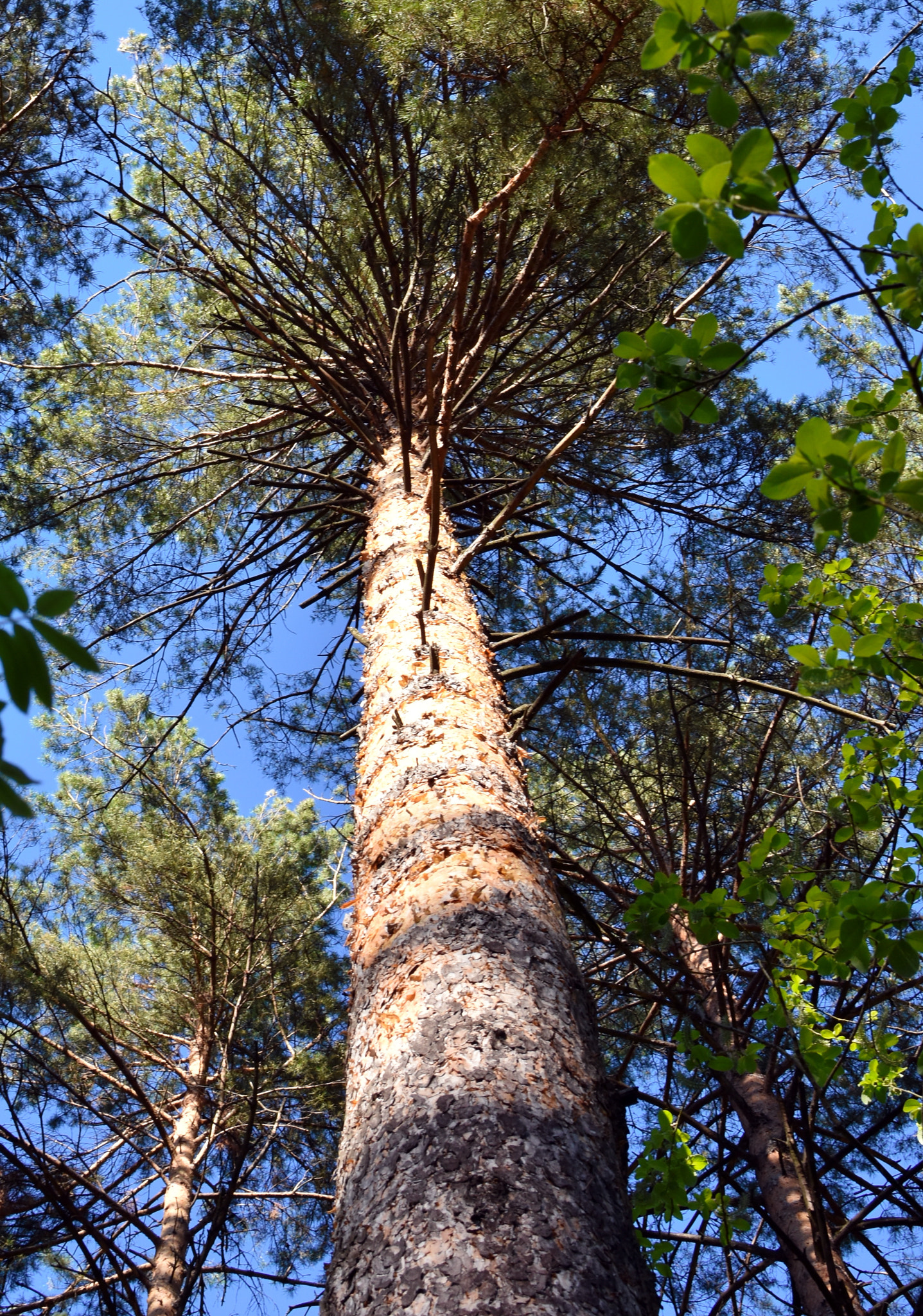 Nikon AF-S DX Nikkor 35mm F1.8G sample photo. The majestic pine photography