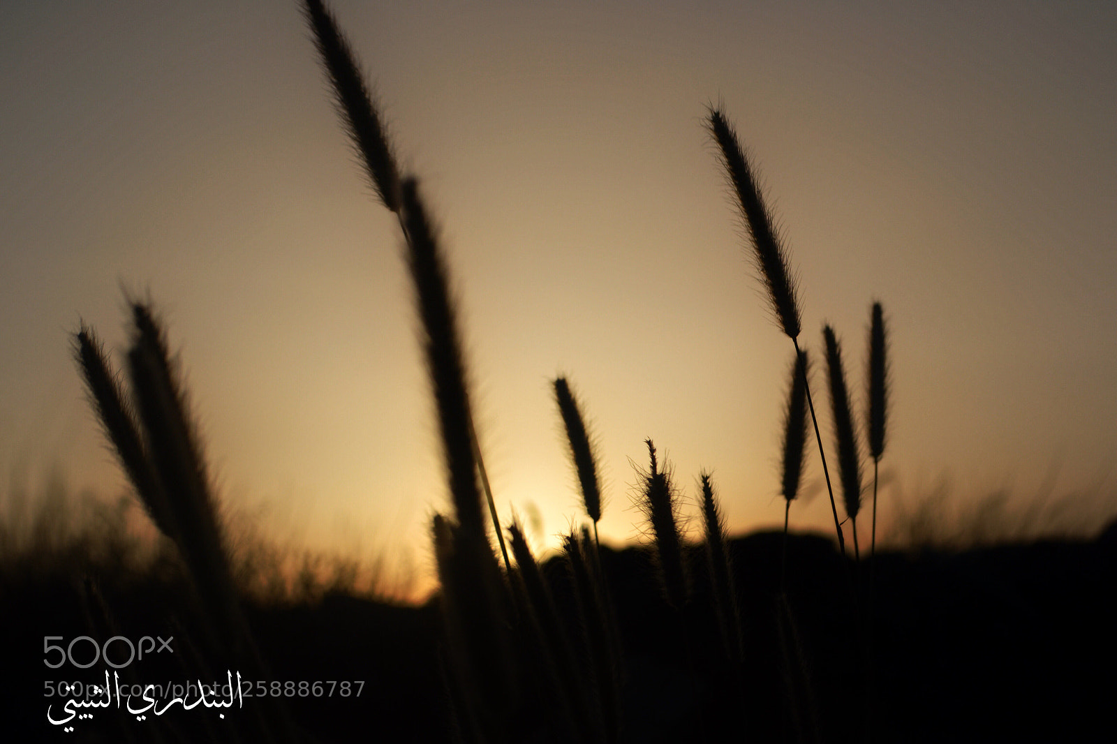 Nikon D3100 sample photo. Untitled photography