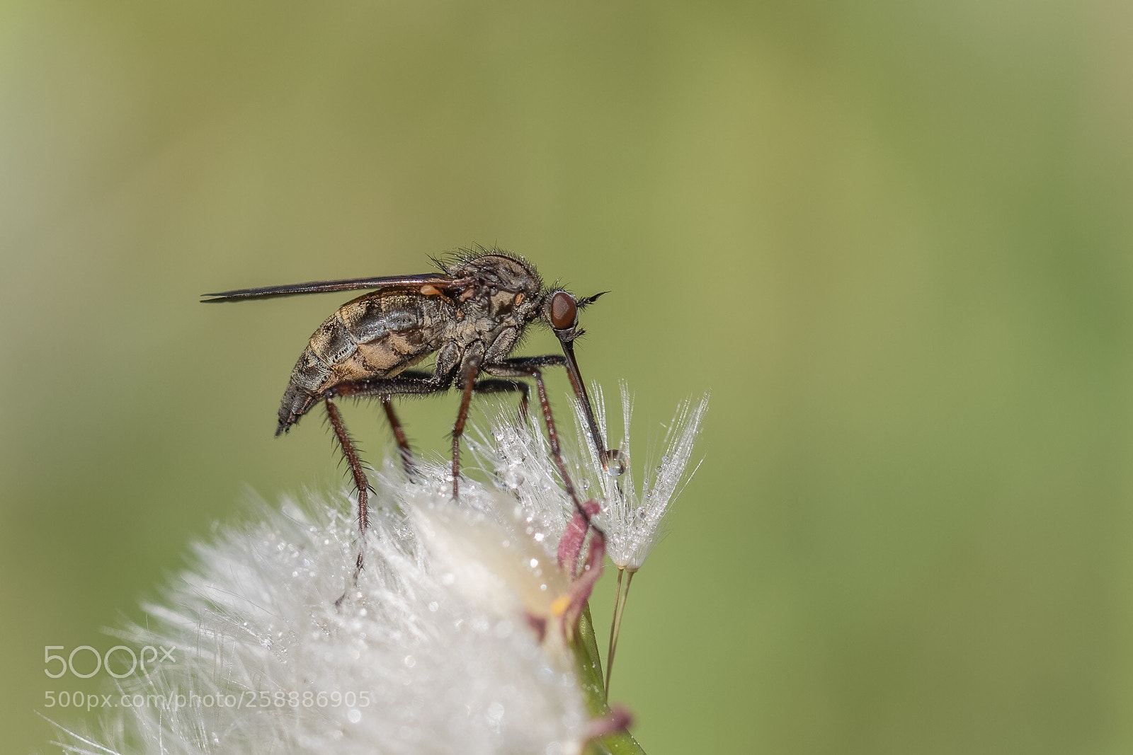 Canon EOS 7D Mark II sample photo. Robberfly photography