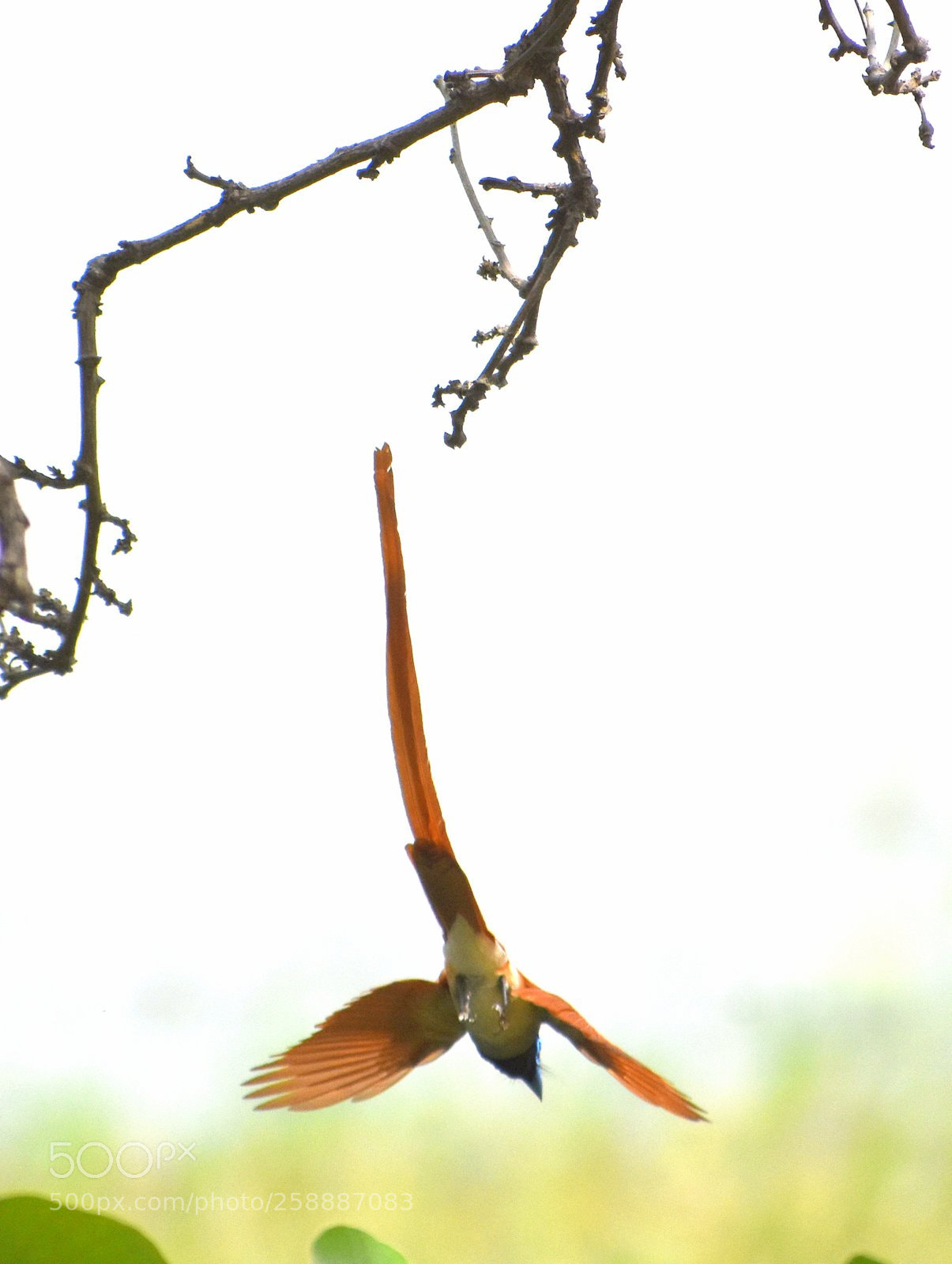 Nikon D7200 sample photo. Paradise flycatcher photography