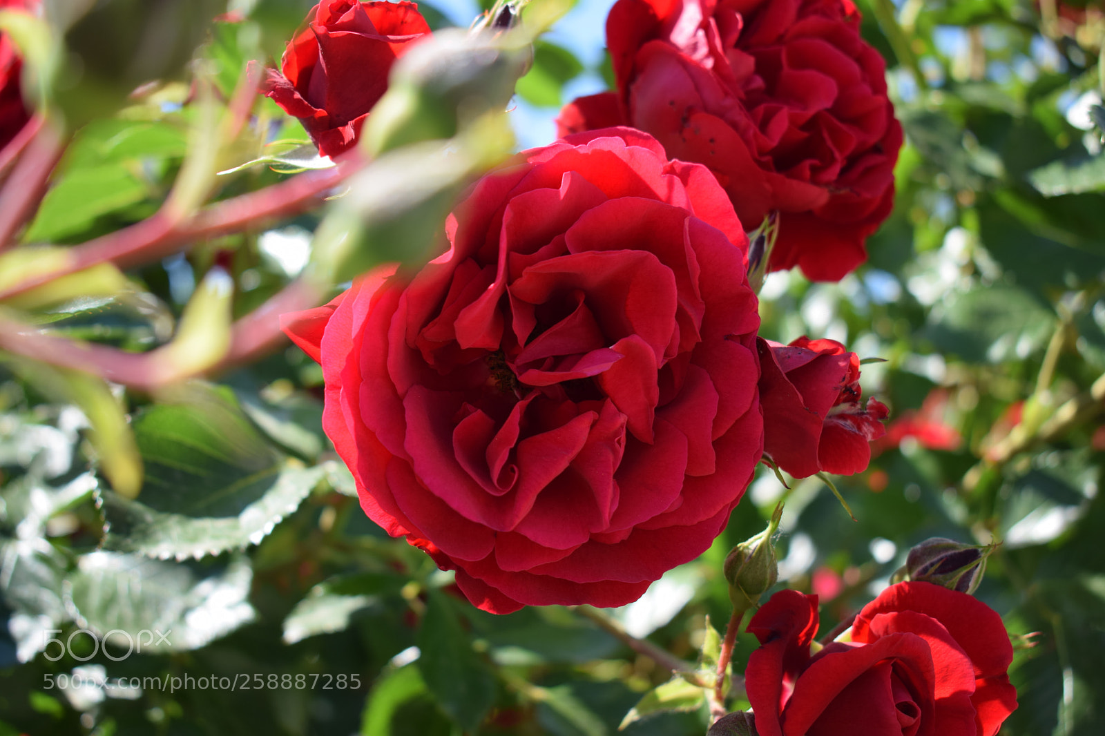 Nikon D5300 sample photo. Dsc photography