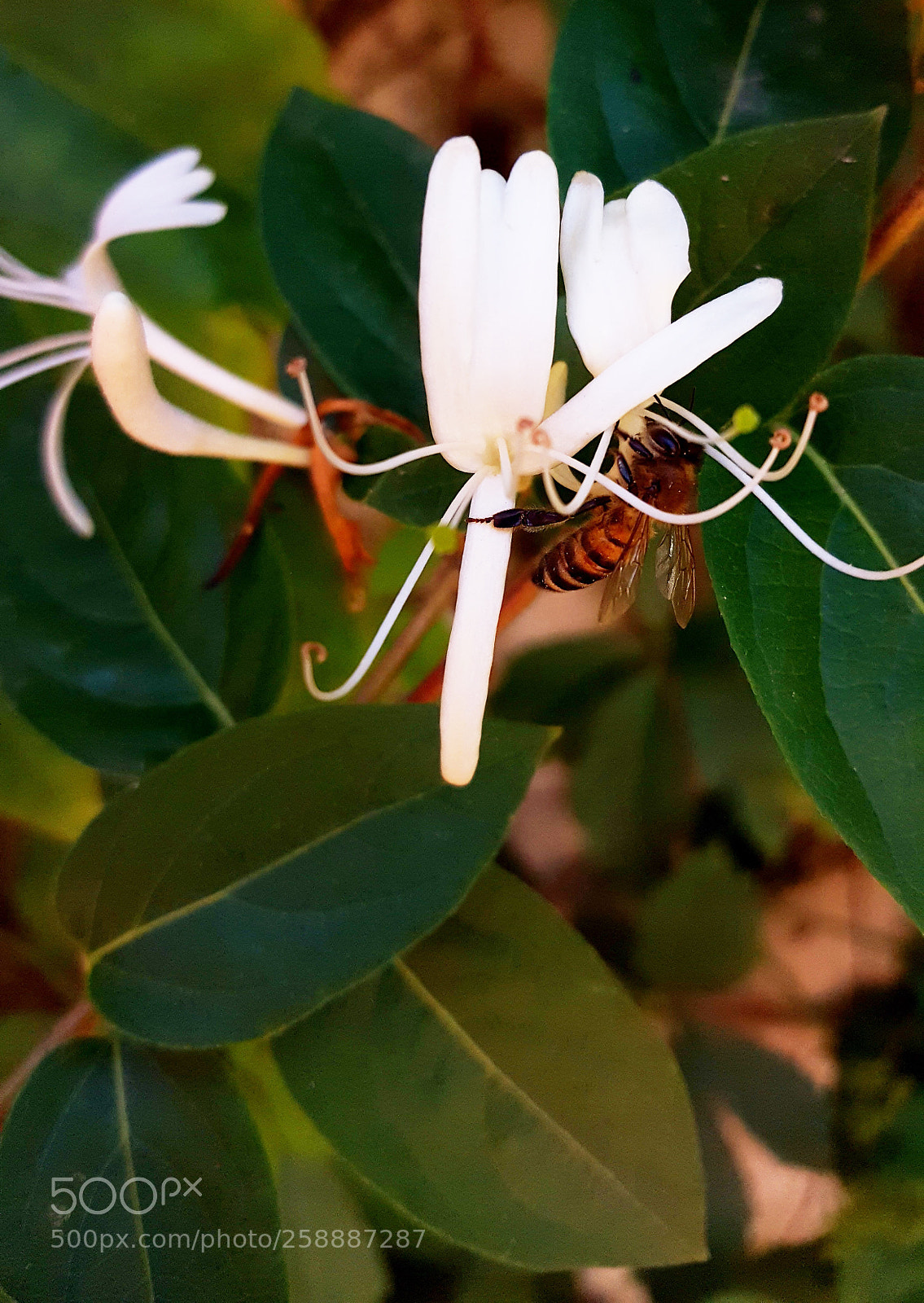 Samsung Galaxy S6 sample photo. Springtime photography