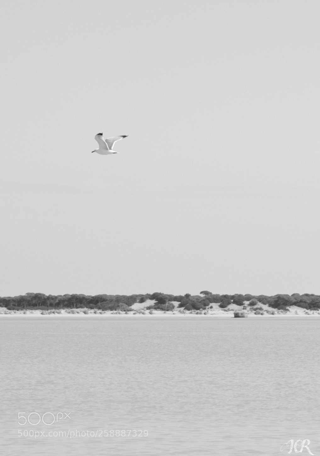 Nikon D5200 sample photo. Gaviota photography