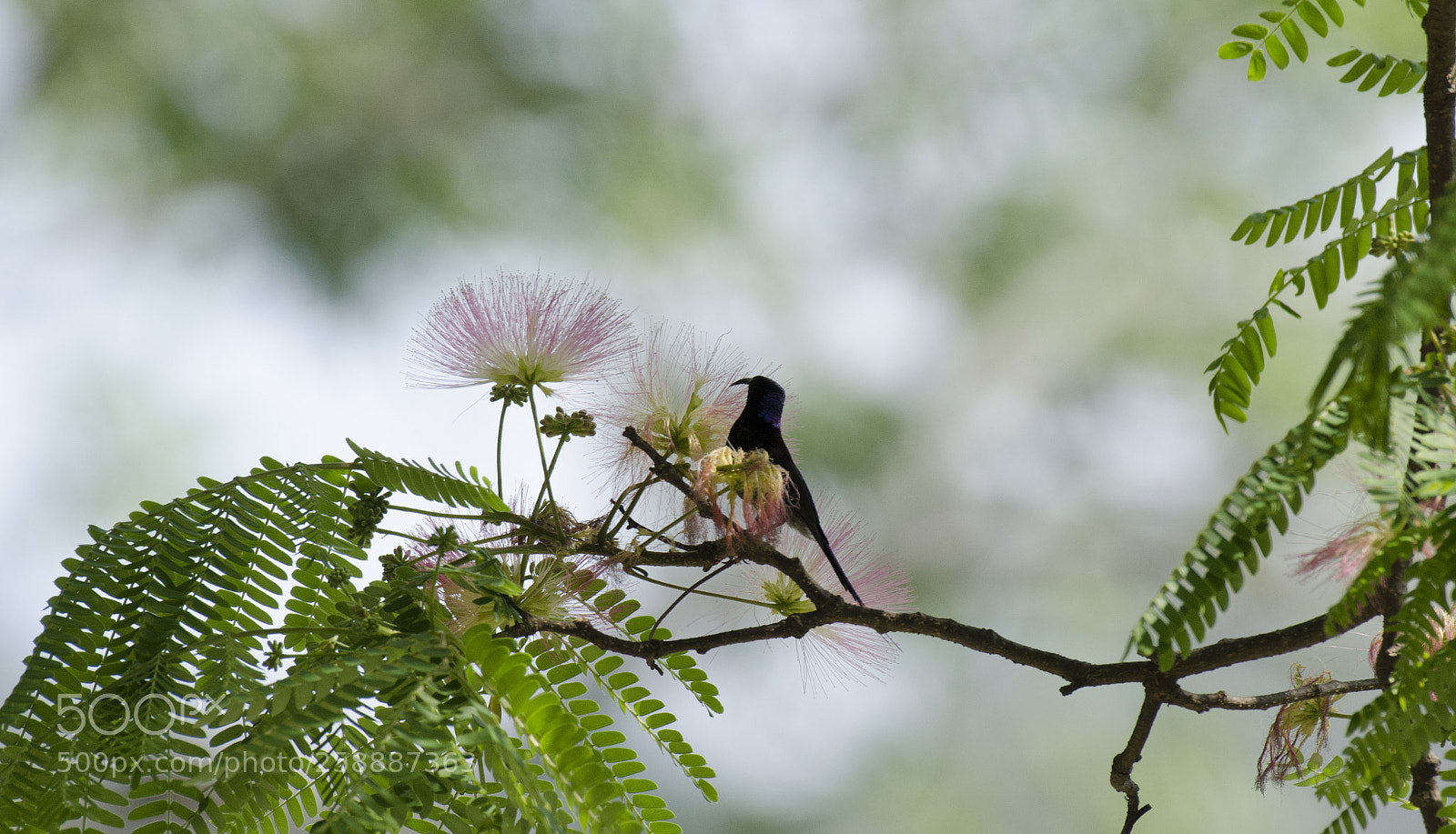Nikon D5100 sample photo. Sunbird photography