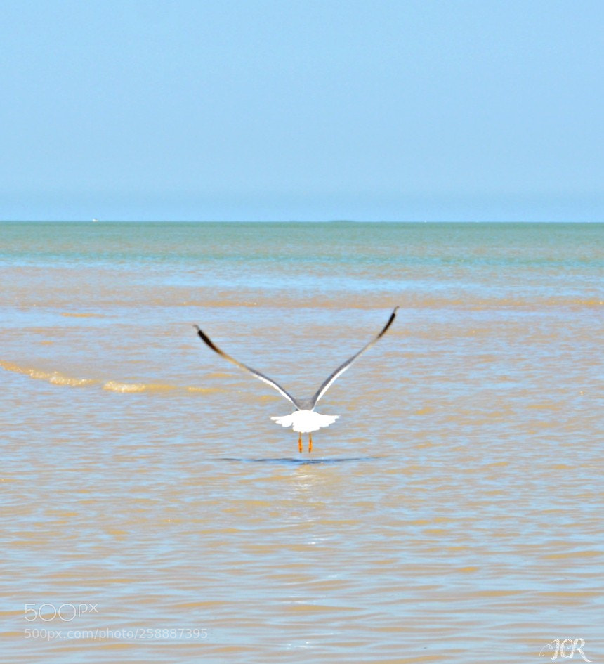 Nikon D5200 sample photo. Gaviota volando photography