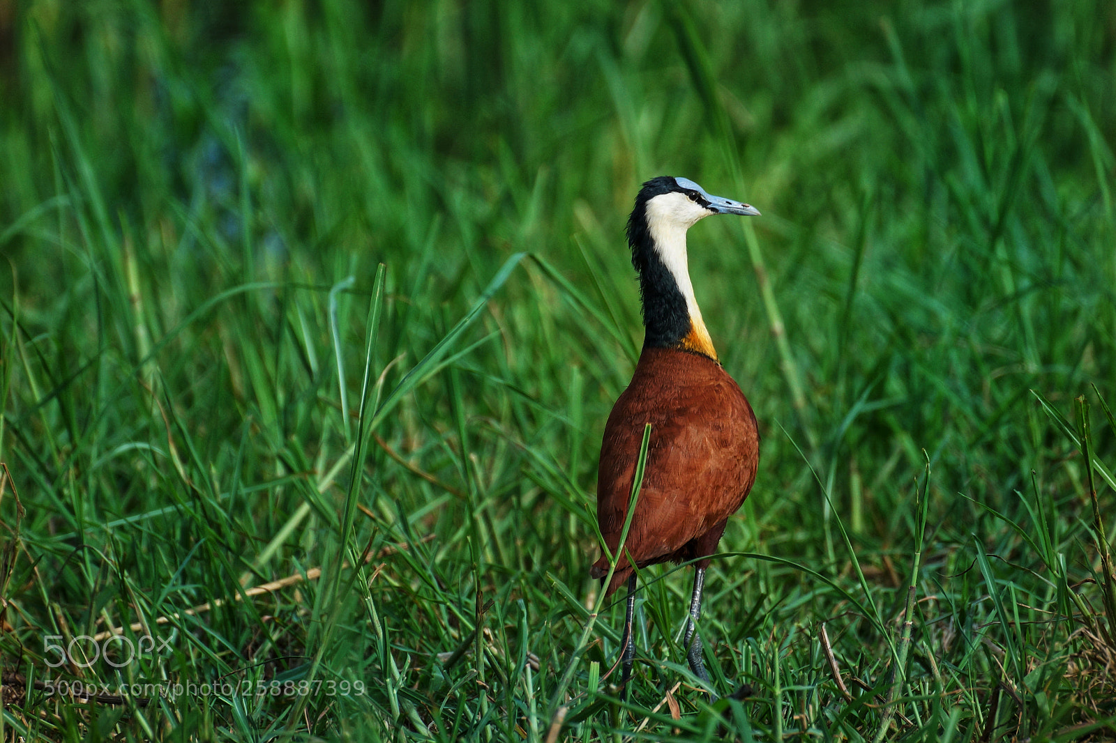Sony SLT-A77 sample photo. African jacana photography