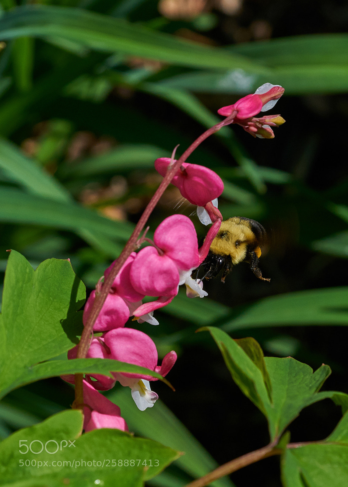 Sony a7R II sample photo. Bumble bee on bleeding photography
