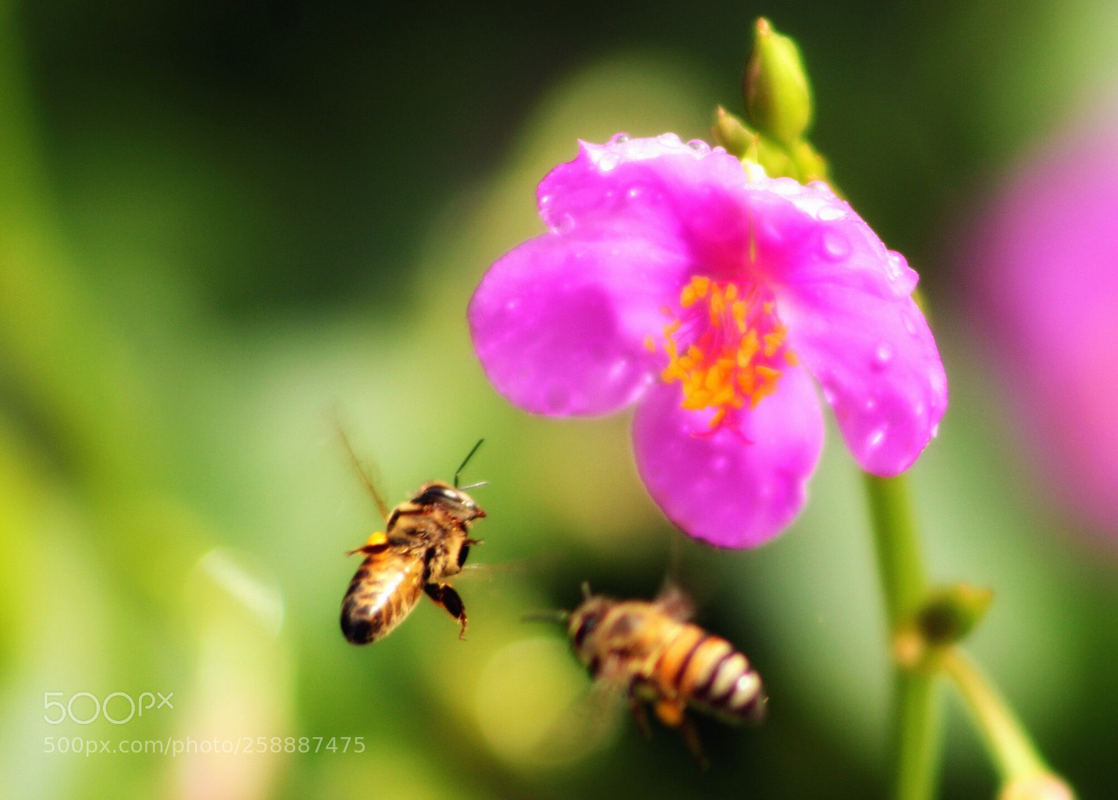 Canon EOS 1300D (EOS Rebel T6 / EOS Kiss X80) sample photo. Duel of bees... photography