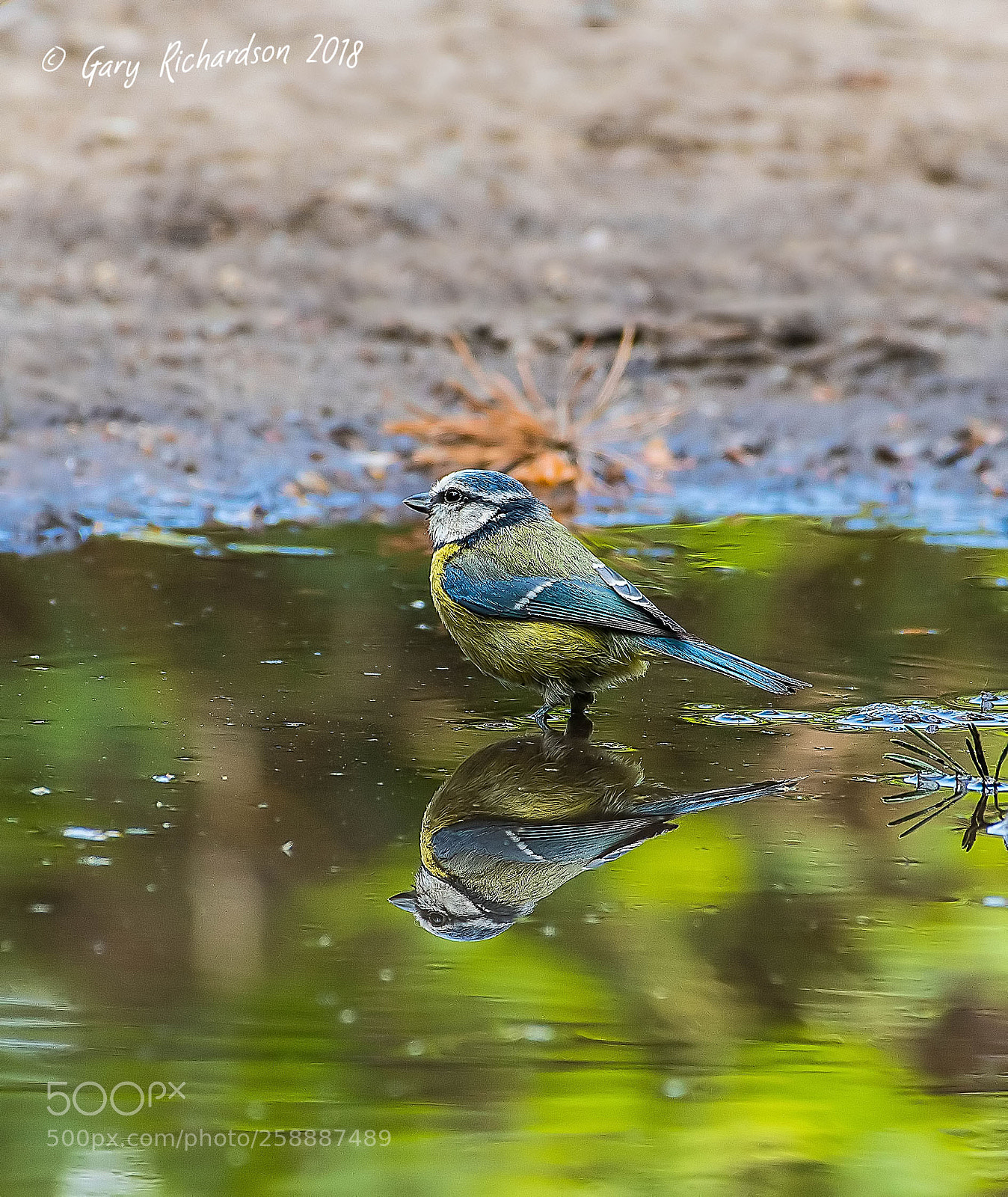 Nikon D500 sample photo. Blue tit photography